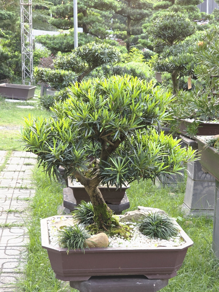 BSN10 - Vạn Niên Tùng Bonsai