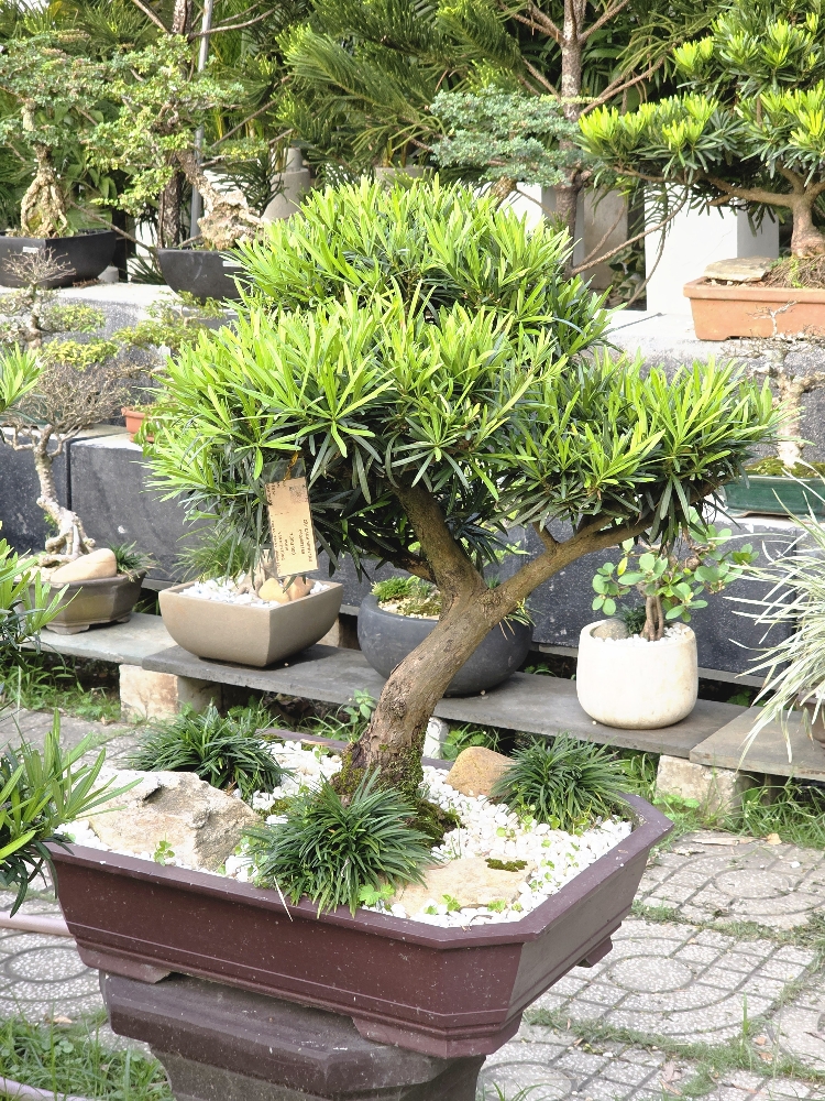 BSN10 - Vạn Niên Tùng Bonsai