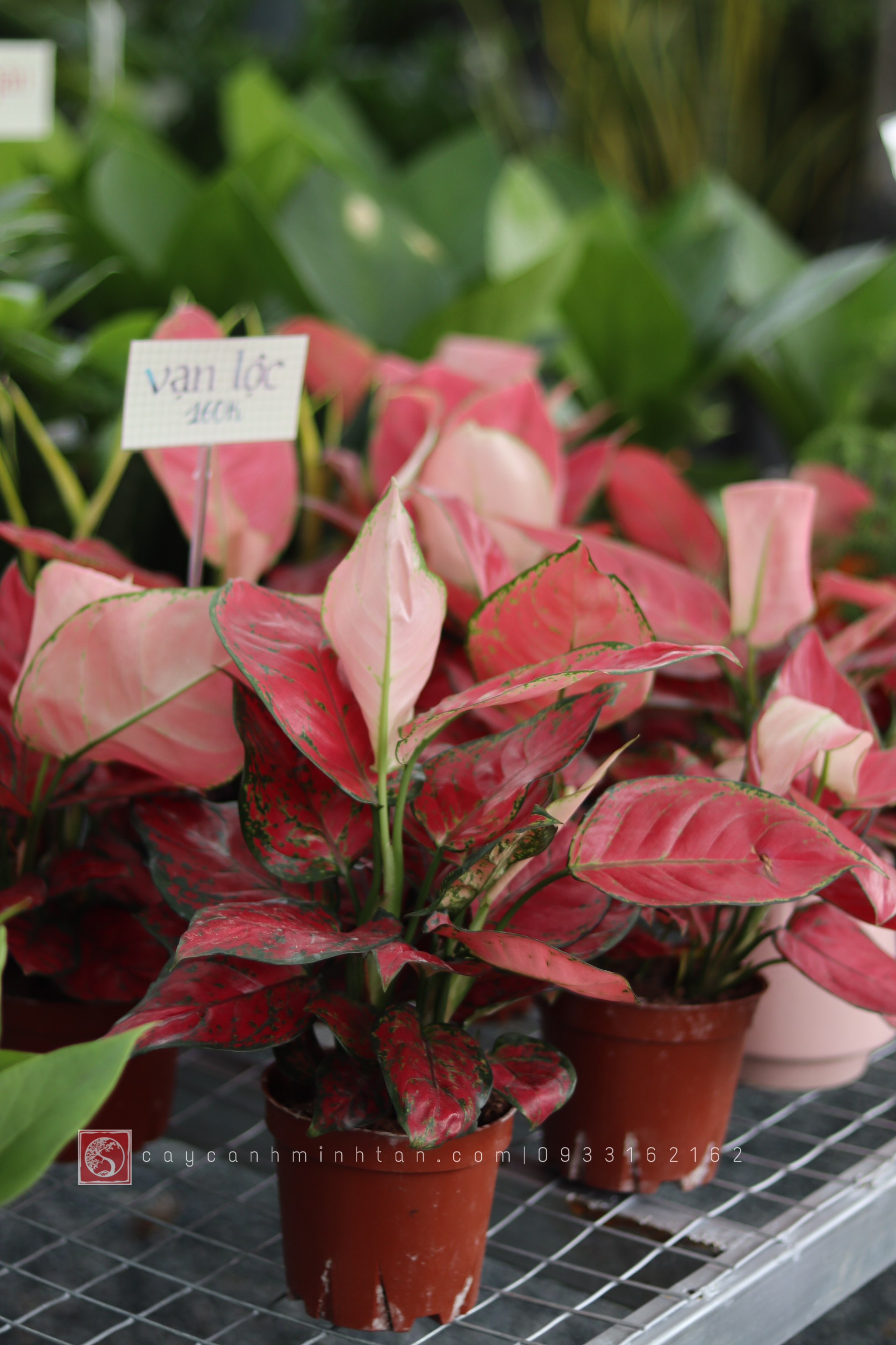 Vạn Lộc đỏ để bàn