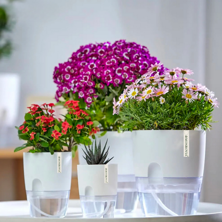 Chậu nhựa tự tưới để bàn