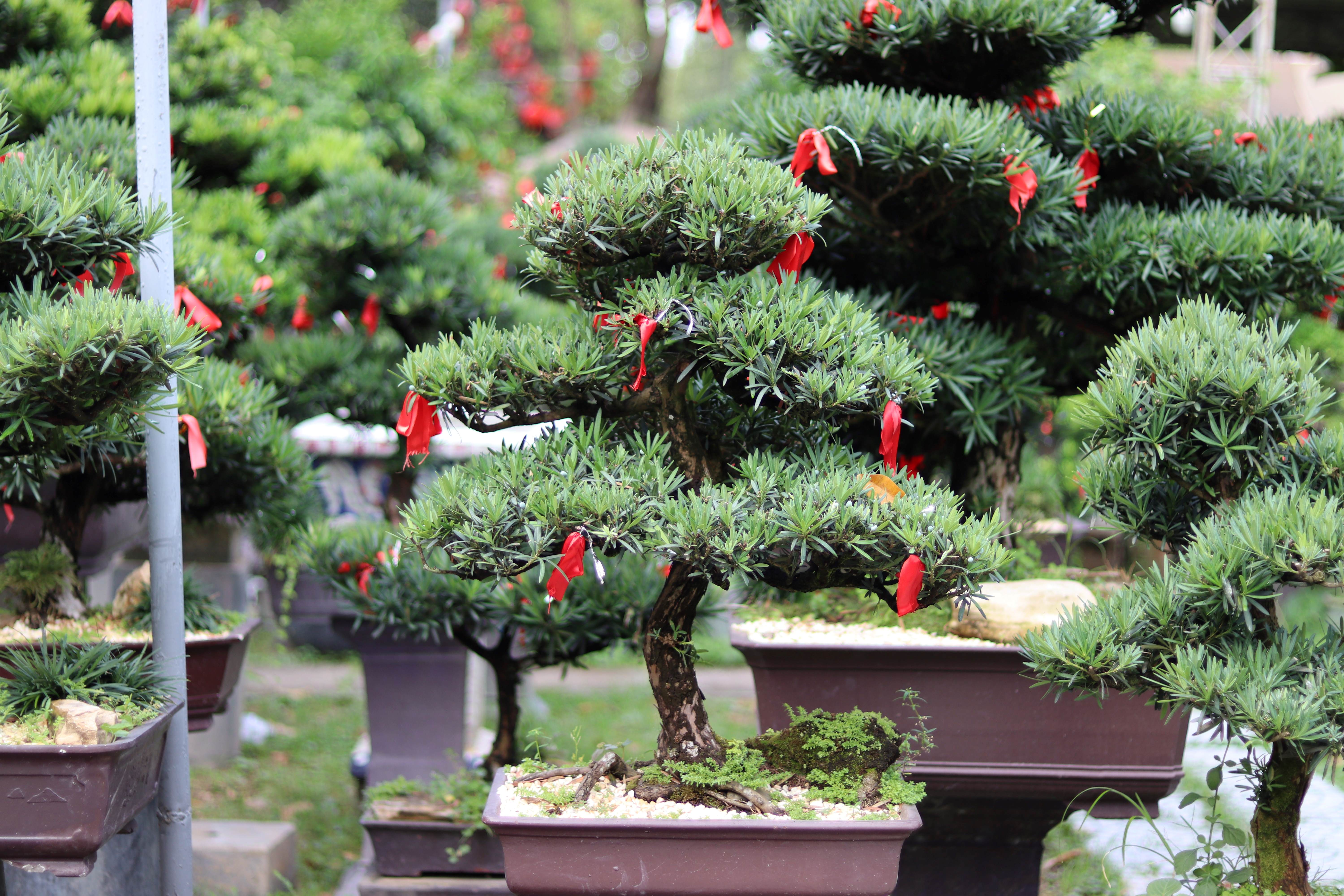 Vạn Niên Tùng Bonsai - TBSN12