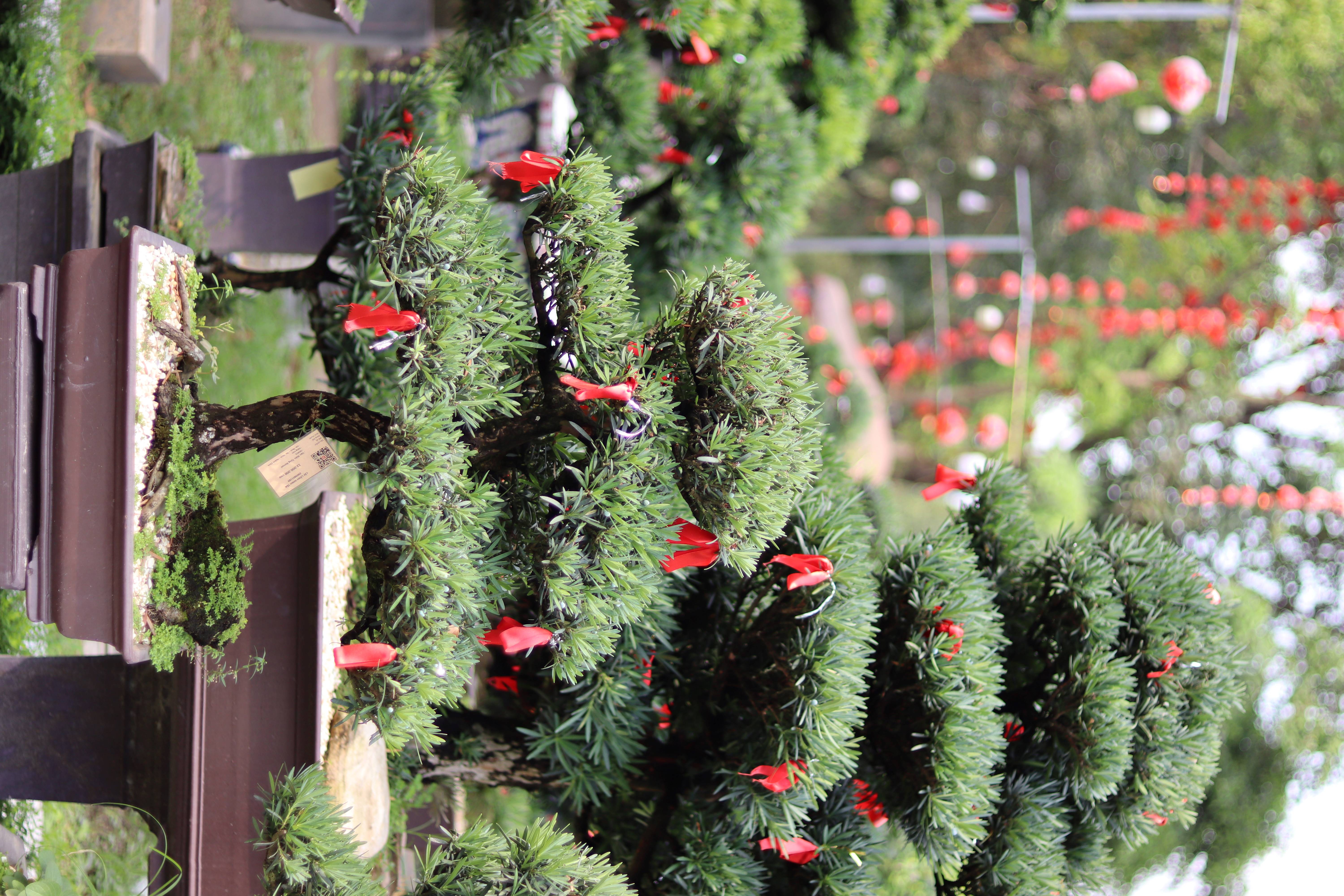 Vạn Niên Tùng Bonsai - TBSN12