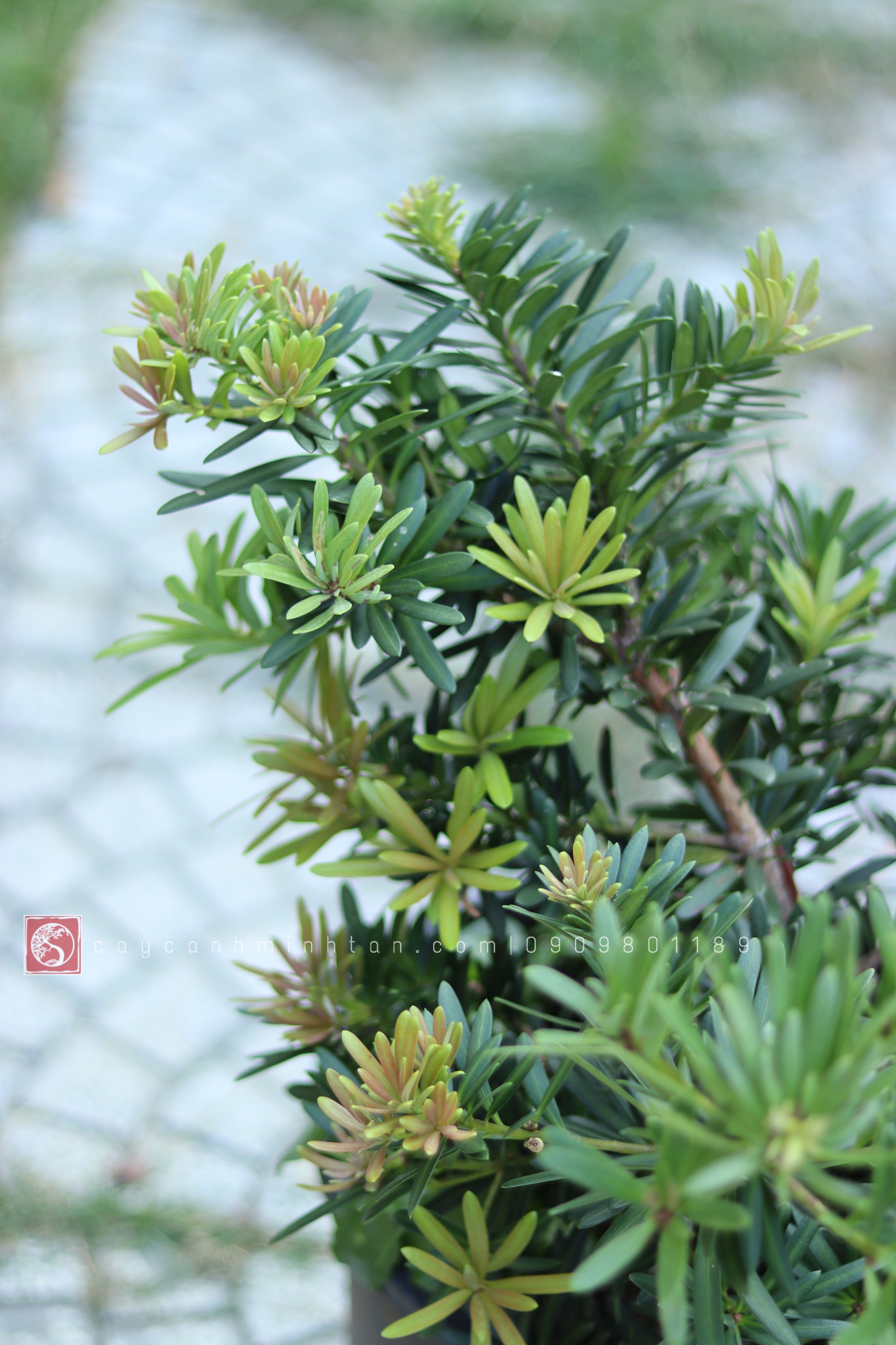 Vạn Niên Tùng đọt đỏ