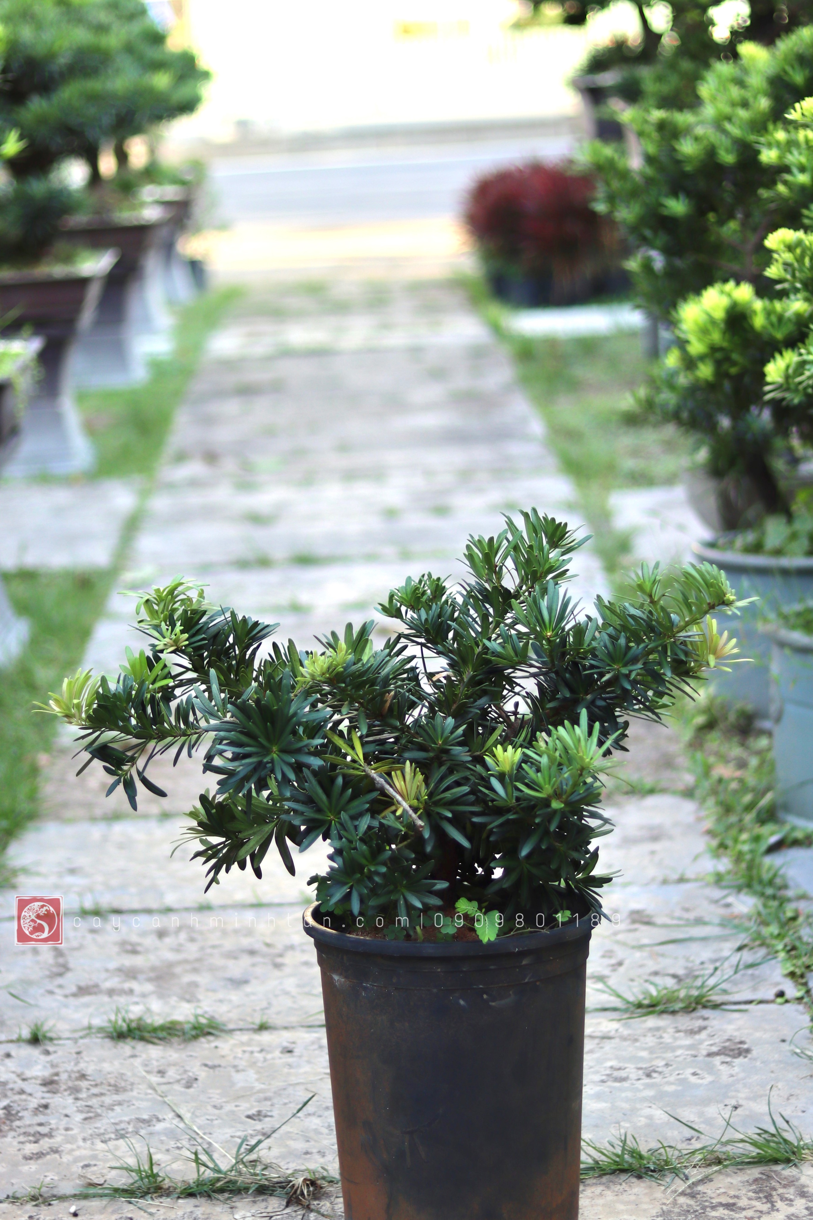 Vạn Niên Tùng đọt đỏ