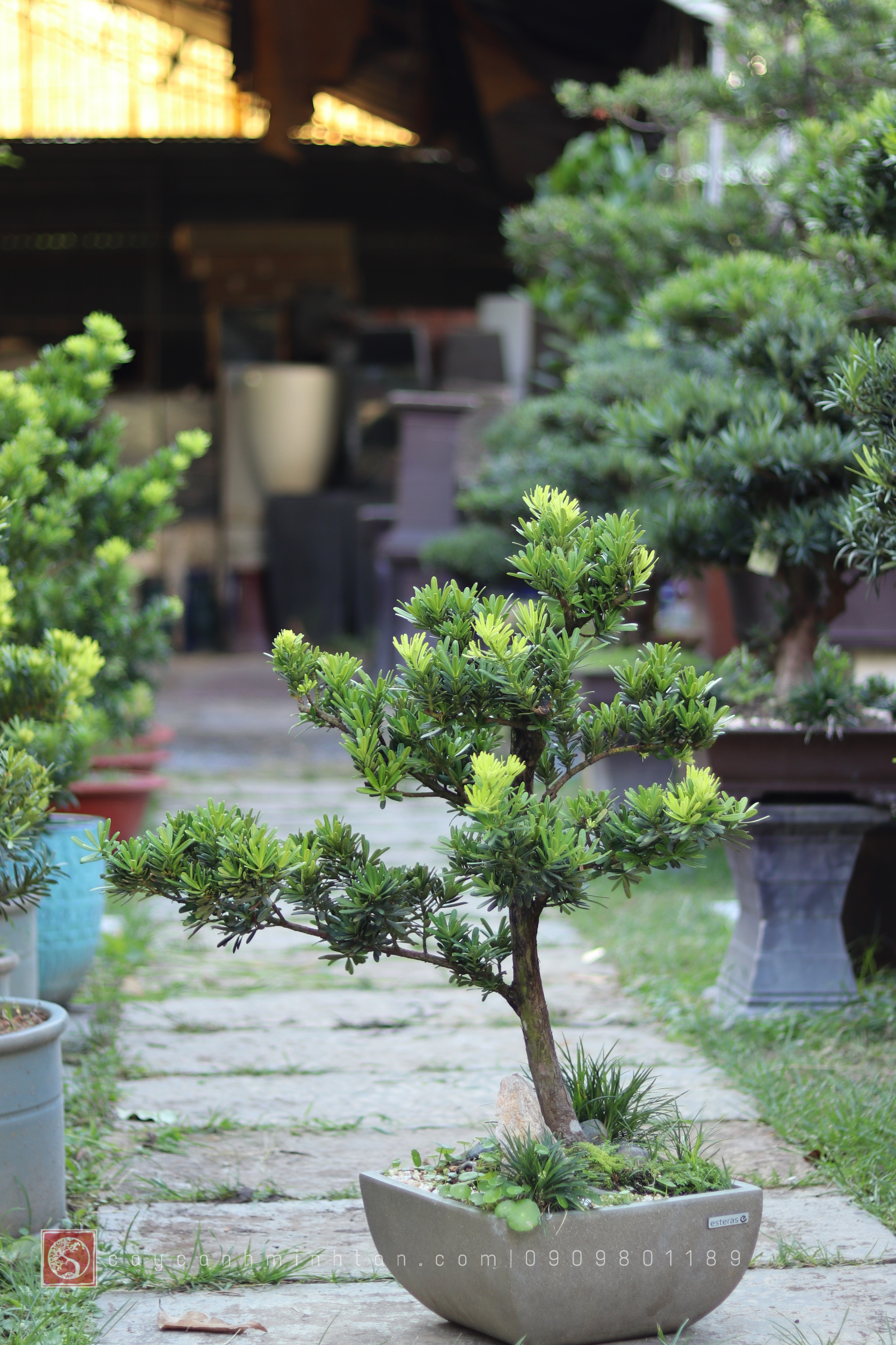 Tiểu cảnh Vạn Niên Tùng để bàn