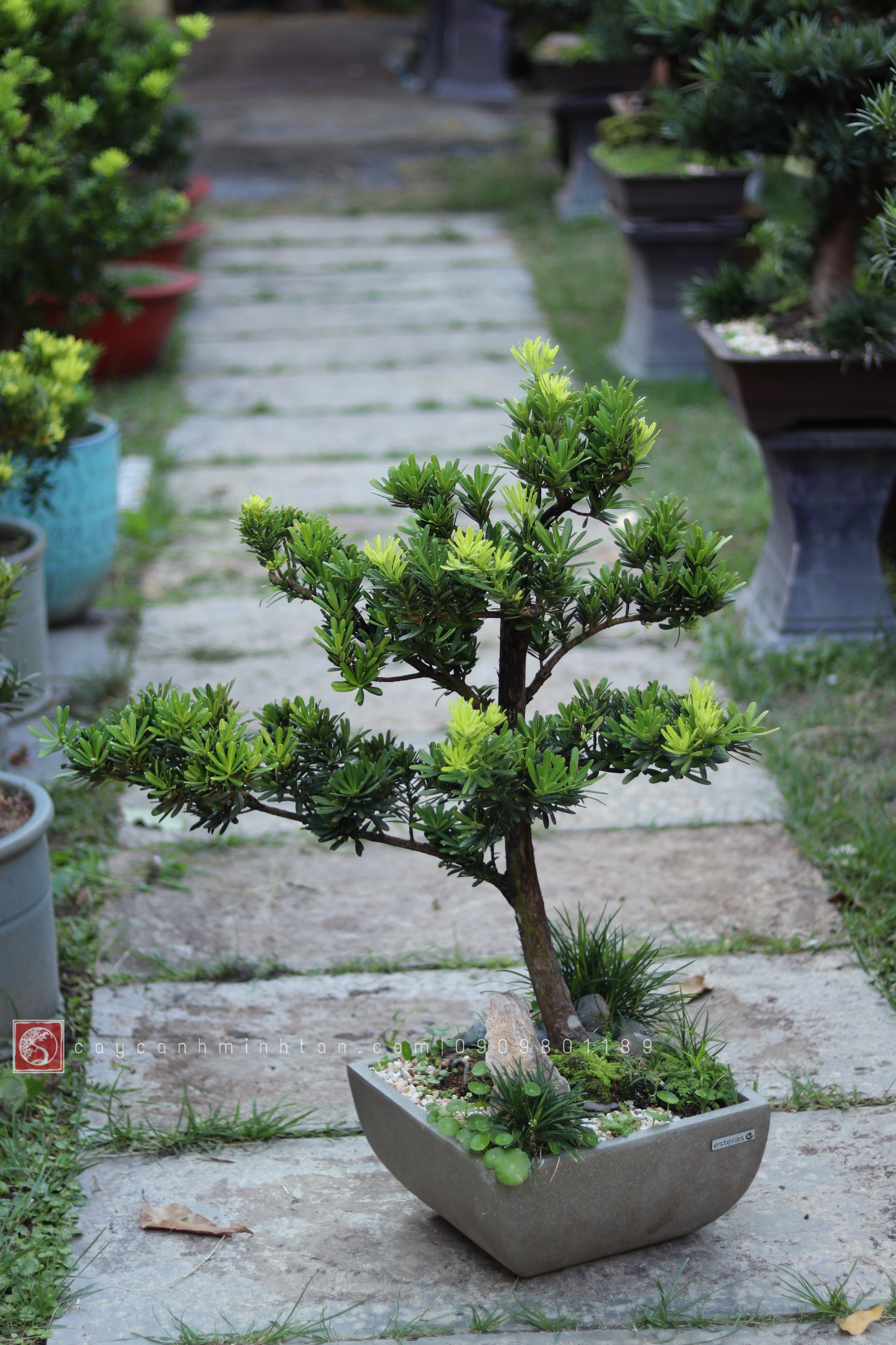 Tiểu cảnh Vạn Niên Tùng để bàn