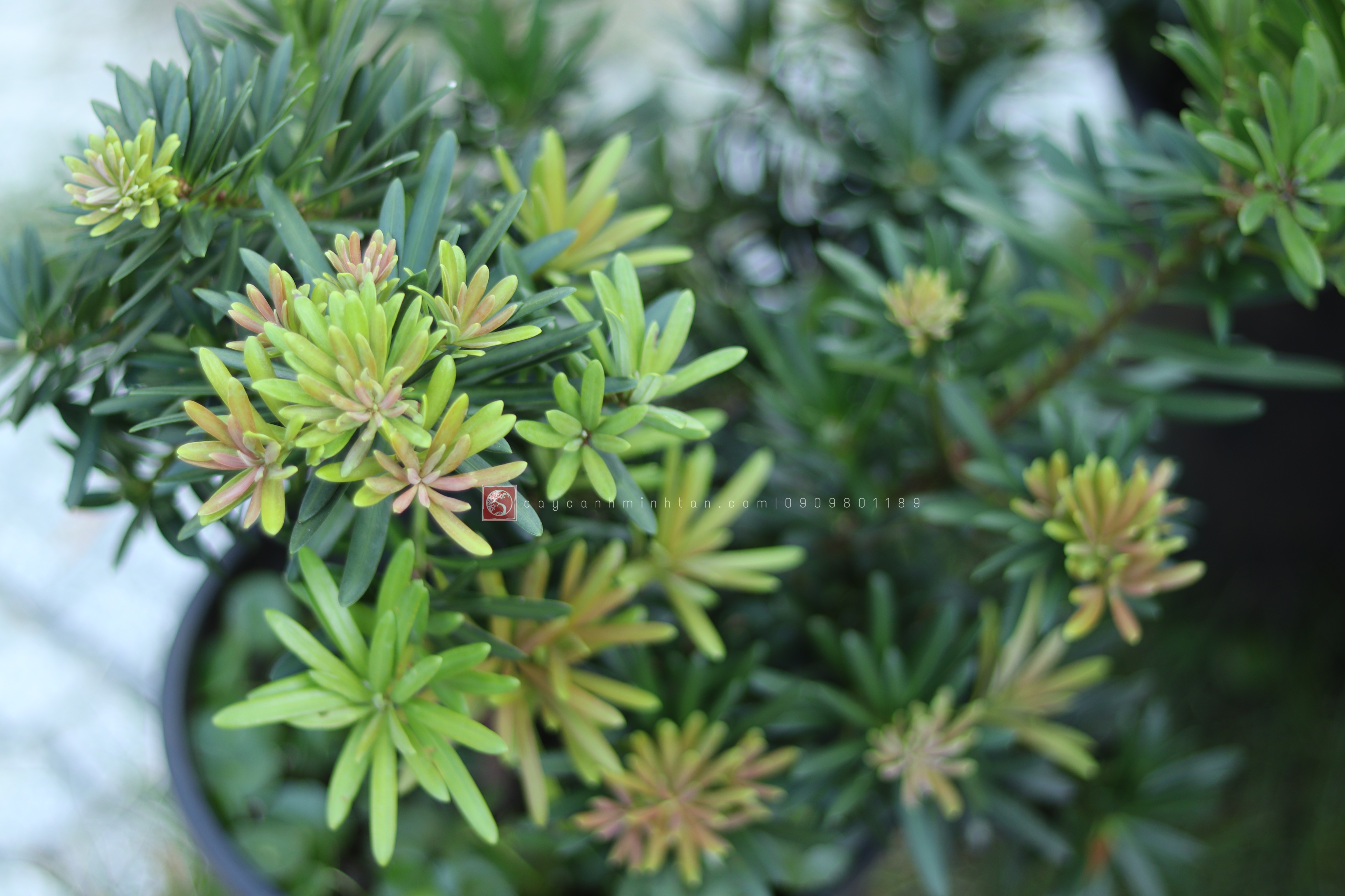 Vạn Niên Tùng đọt đỏ