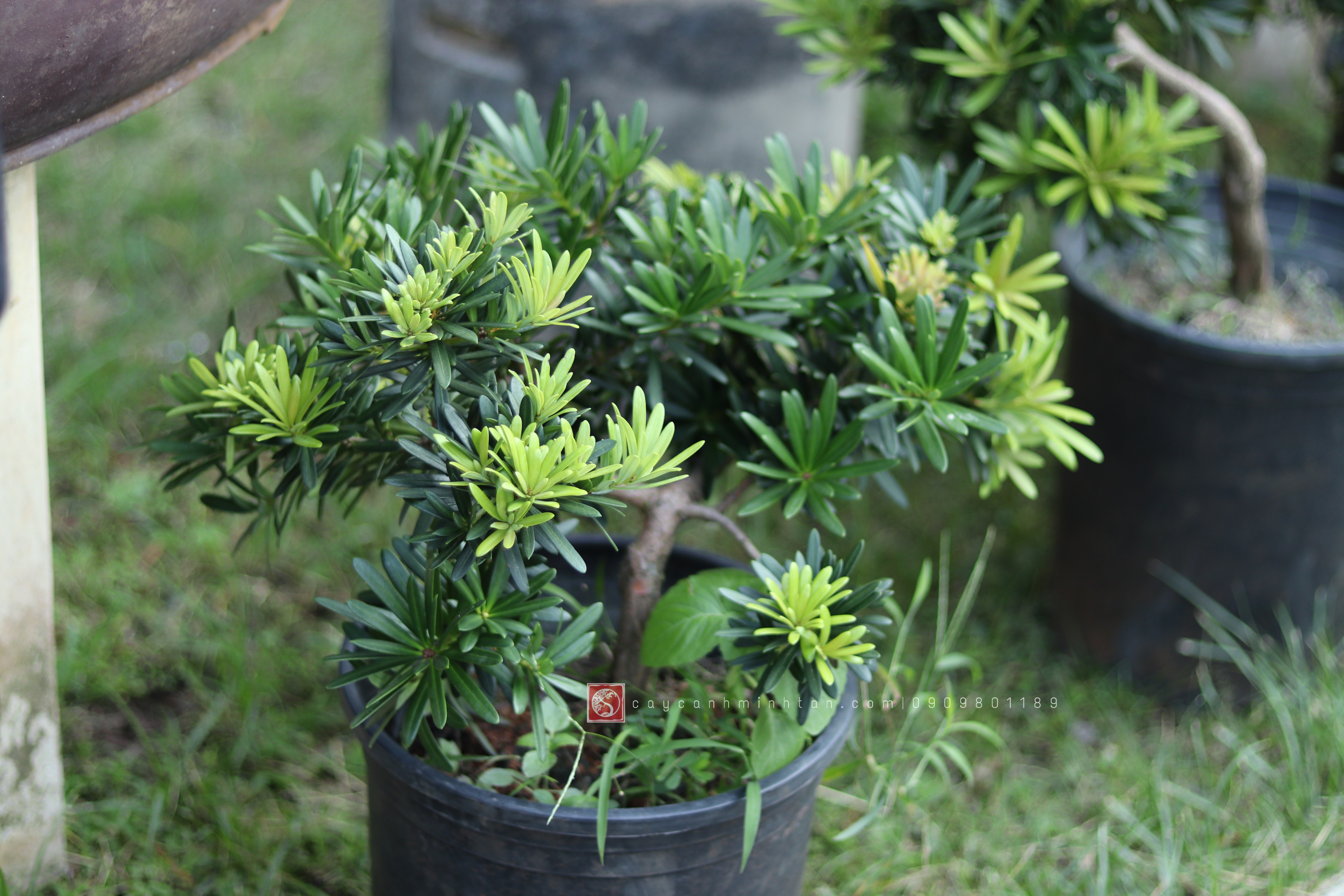 Vạn Niên Tùng đọt đỏ