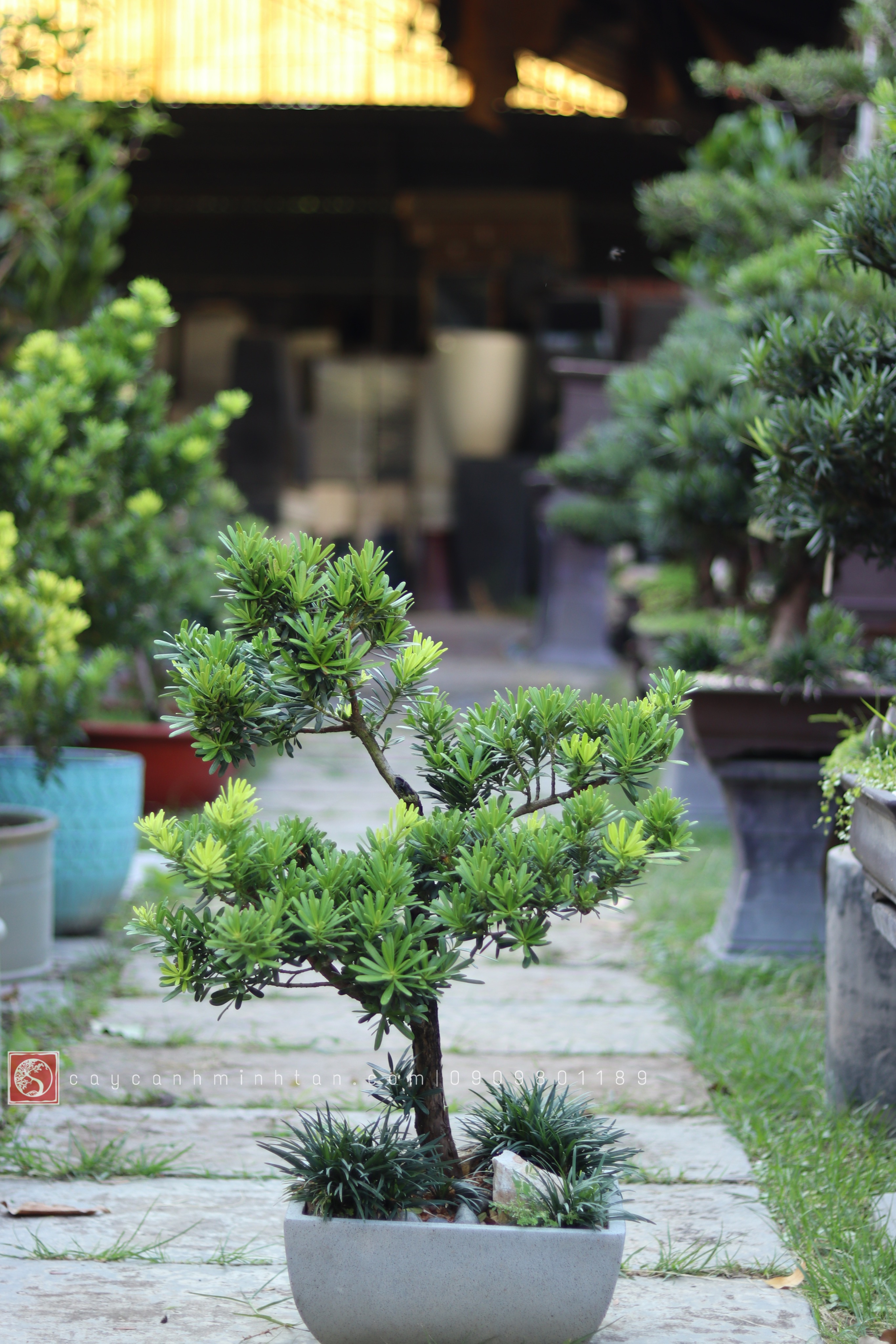 Tiểu cảnh Vạn Niên Tùng để bàn