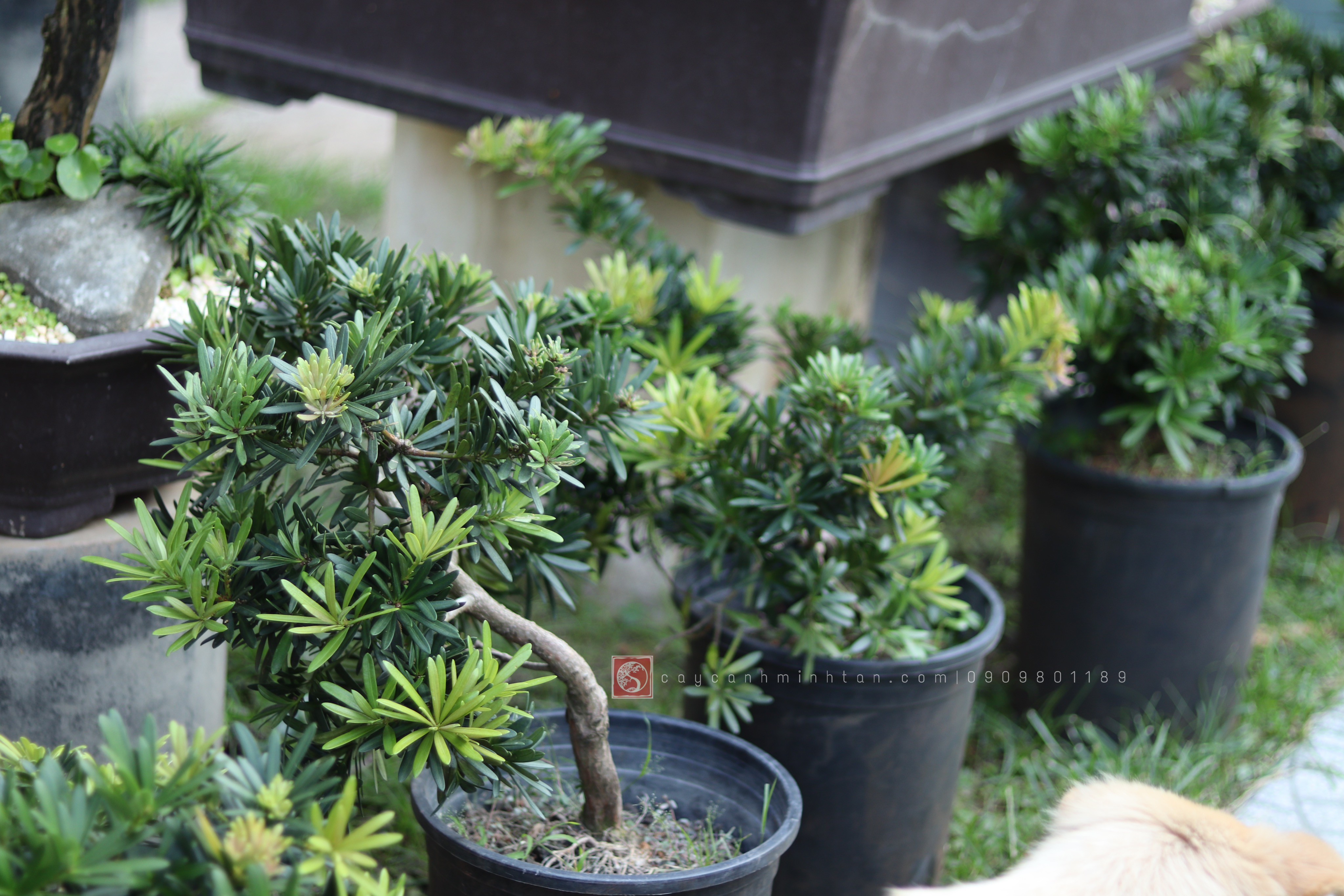 Vạn Niên Tùng đọt đỏ