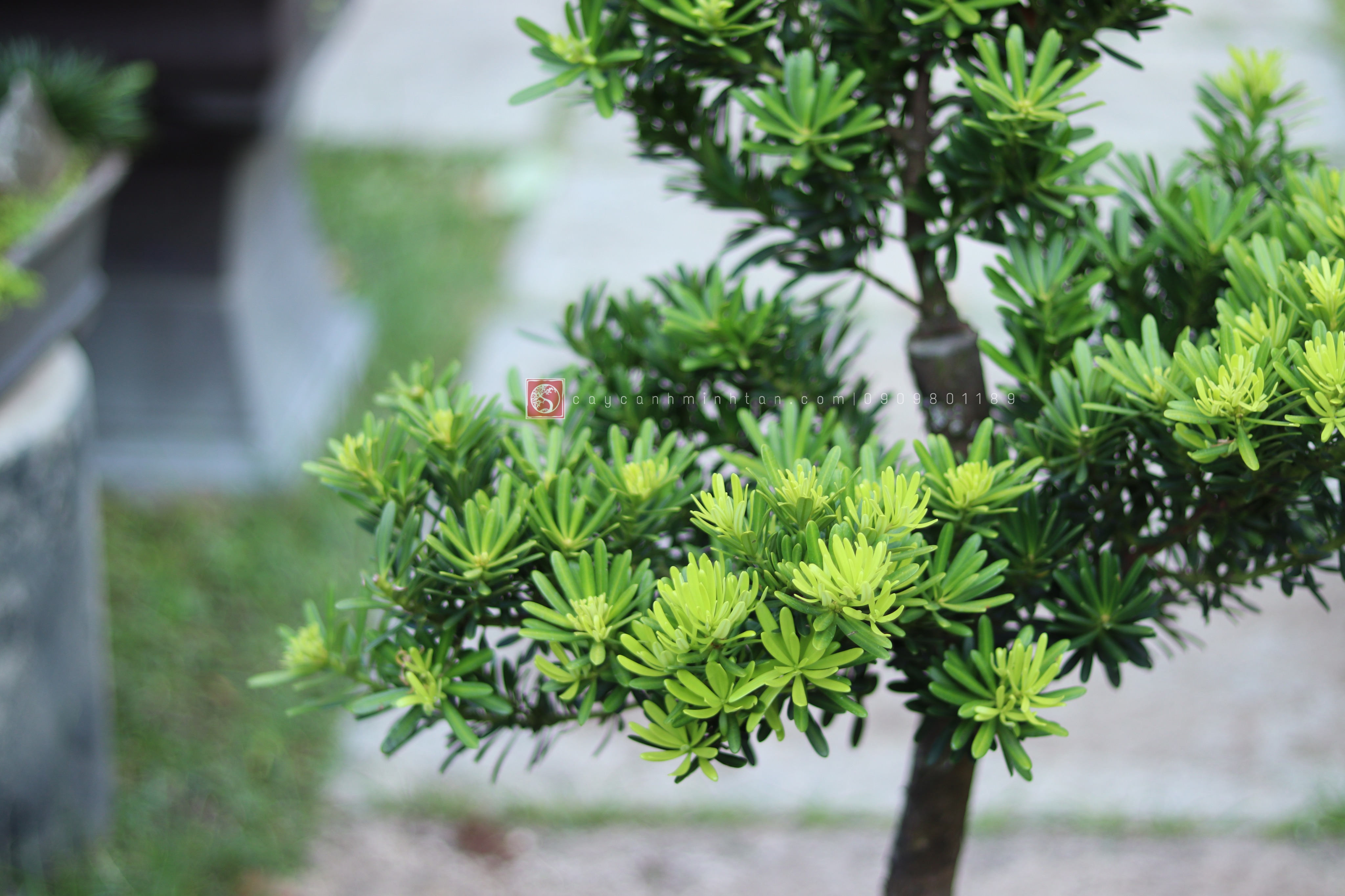 Tiểu cảnh Vạn Niên Tùng để bàn