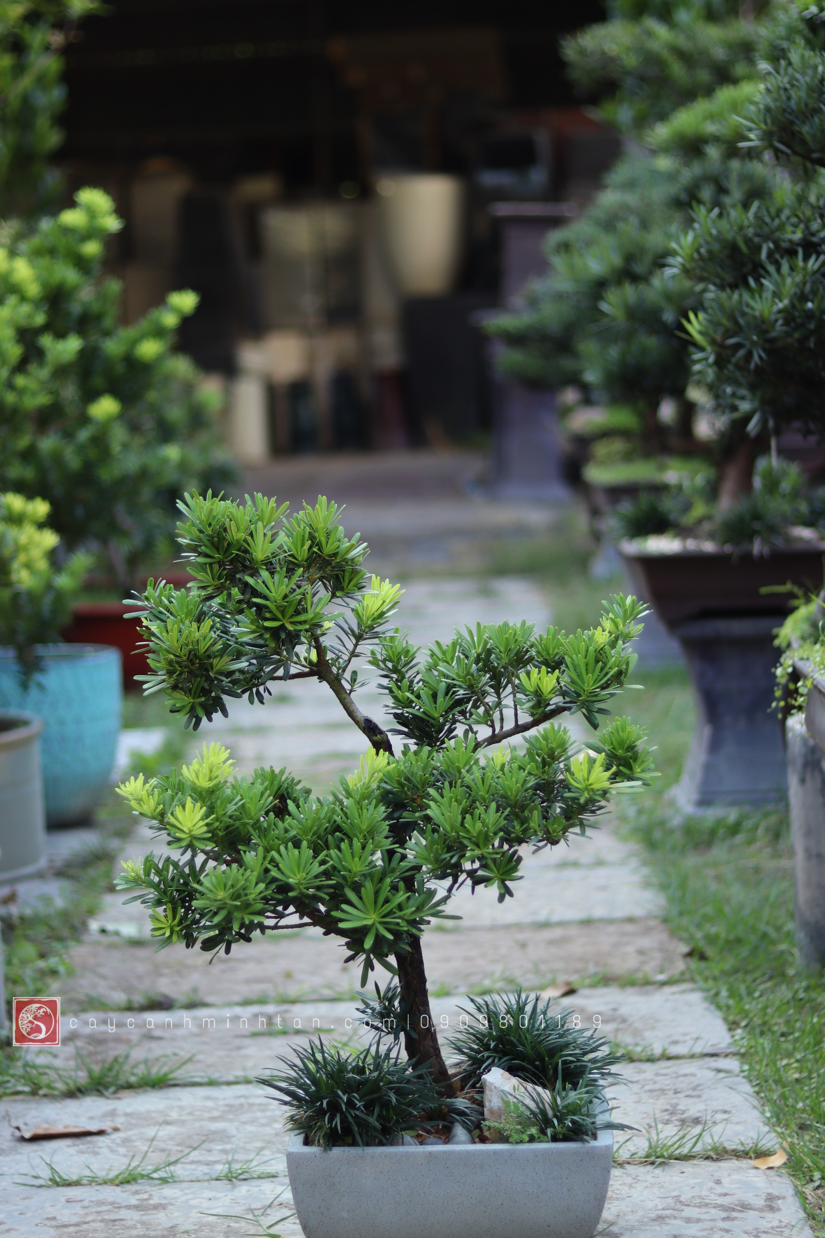 Tiểu cảnh Vạn Niên Tùng để bàn