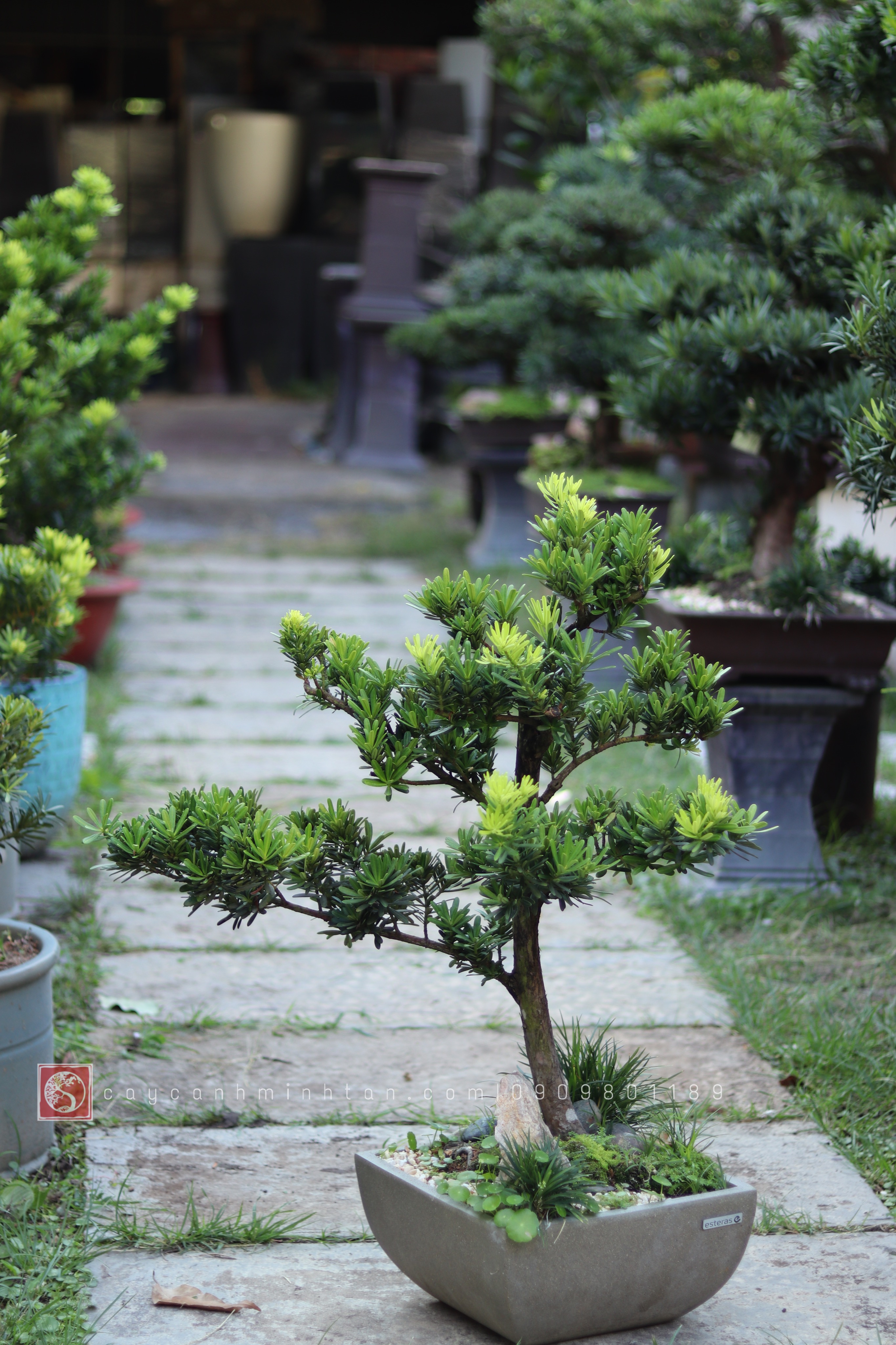 Tiểu cảnh Vạn Niên Tùng để bàn