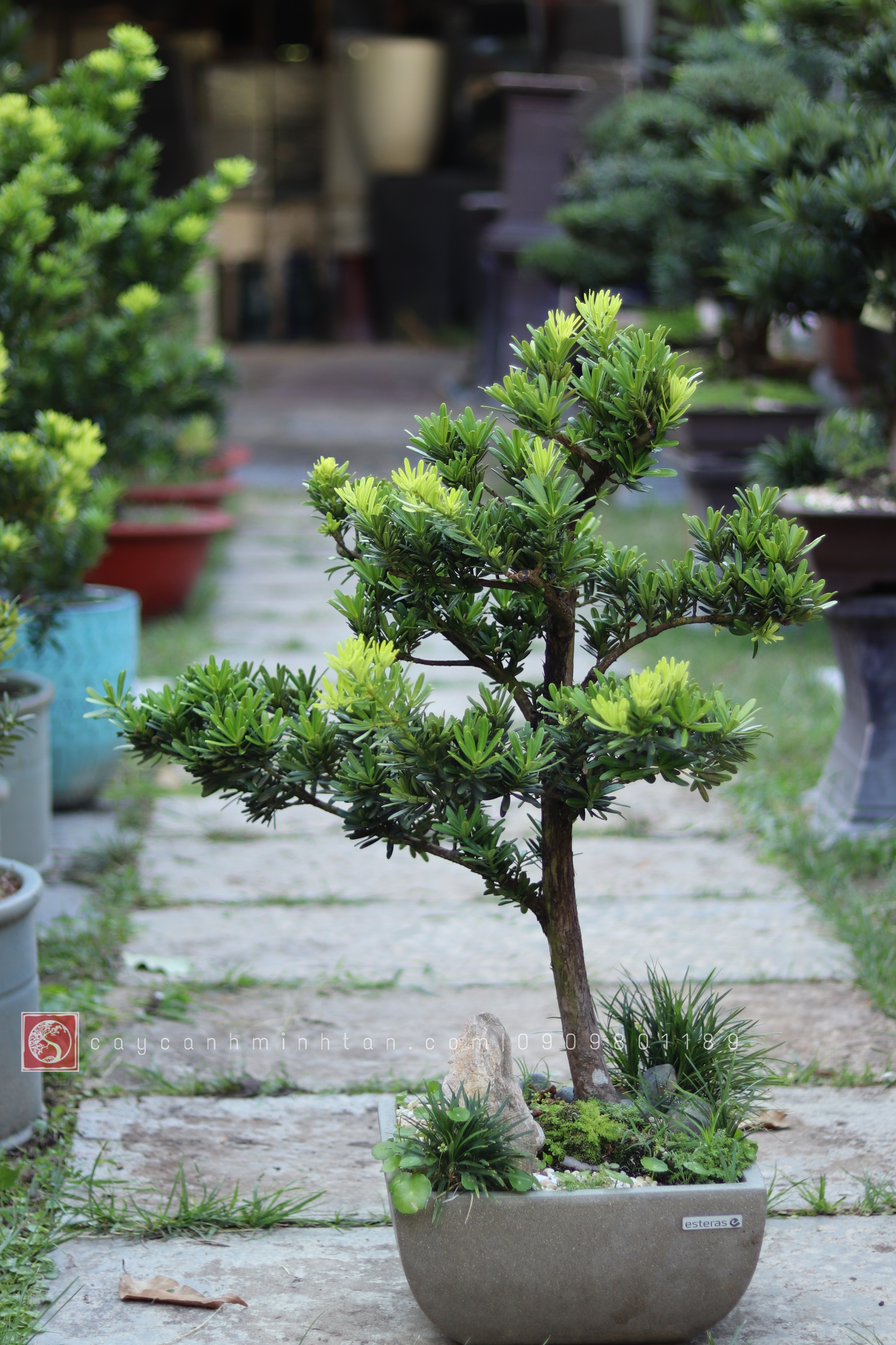 Tiểu cảnh Vạn Niên Tùng để bàn