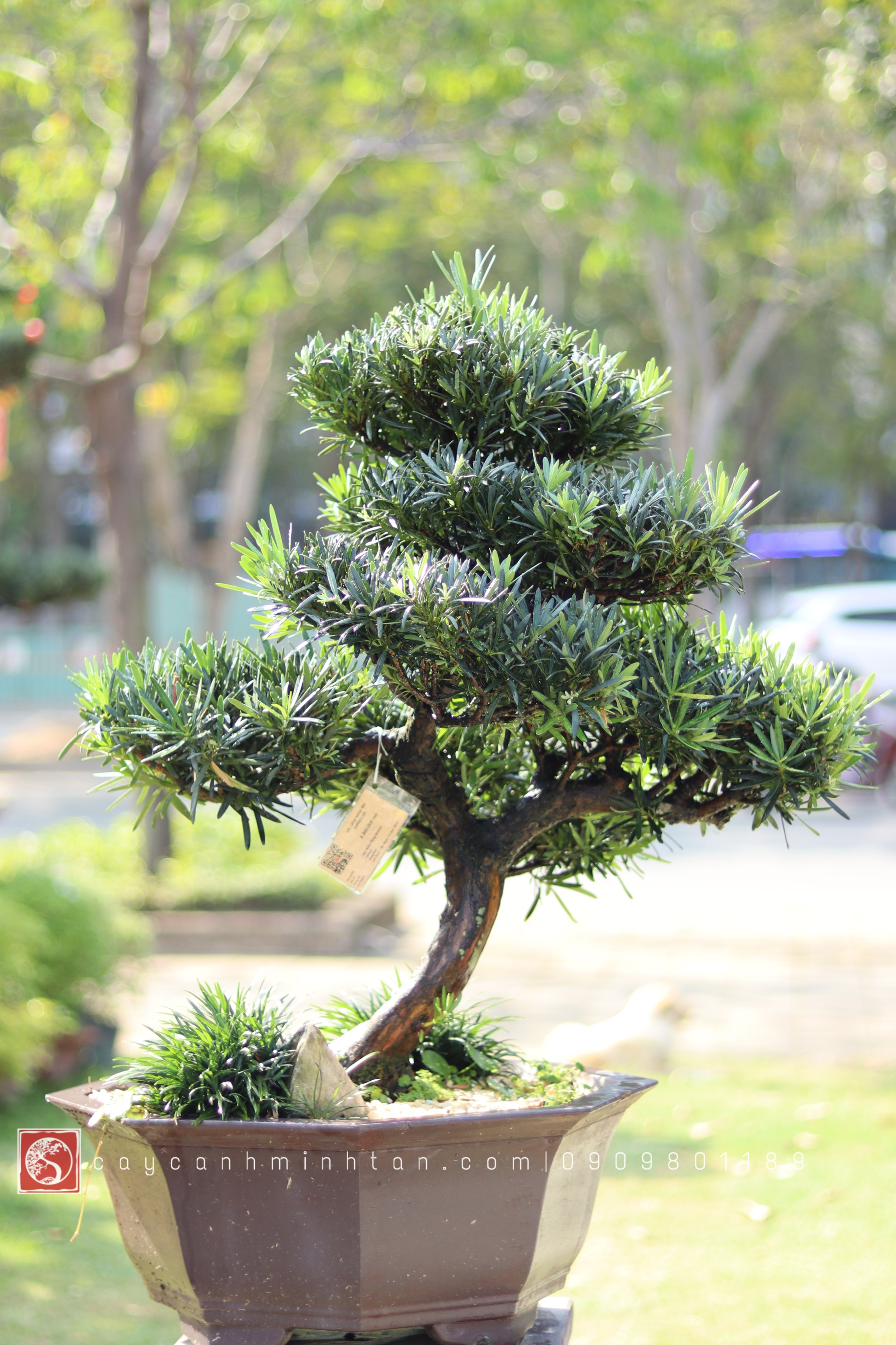 Vạn Niên Tùng Bonsai - TBSN19