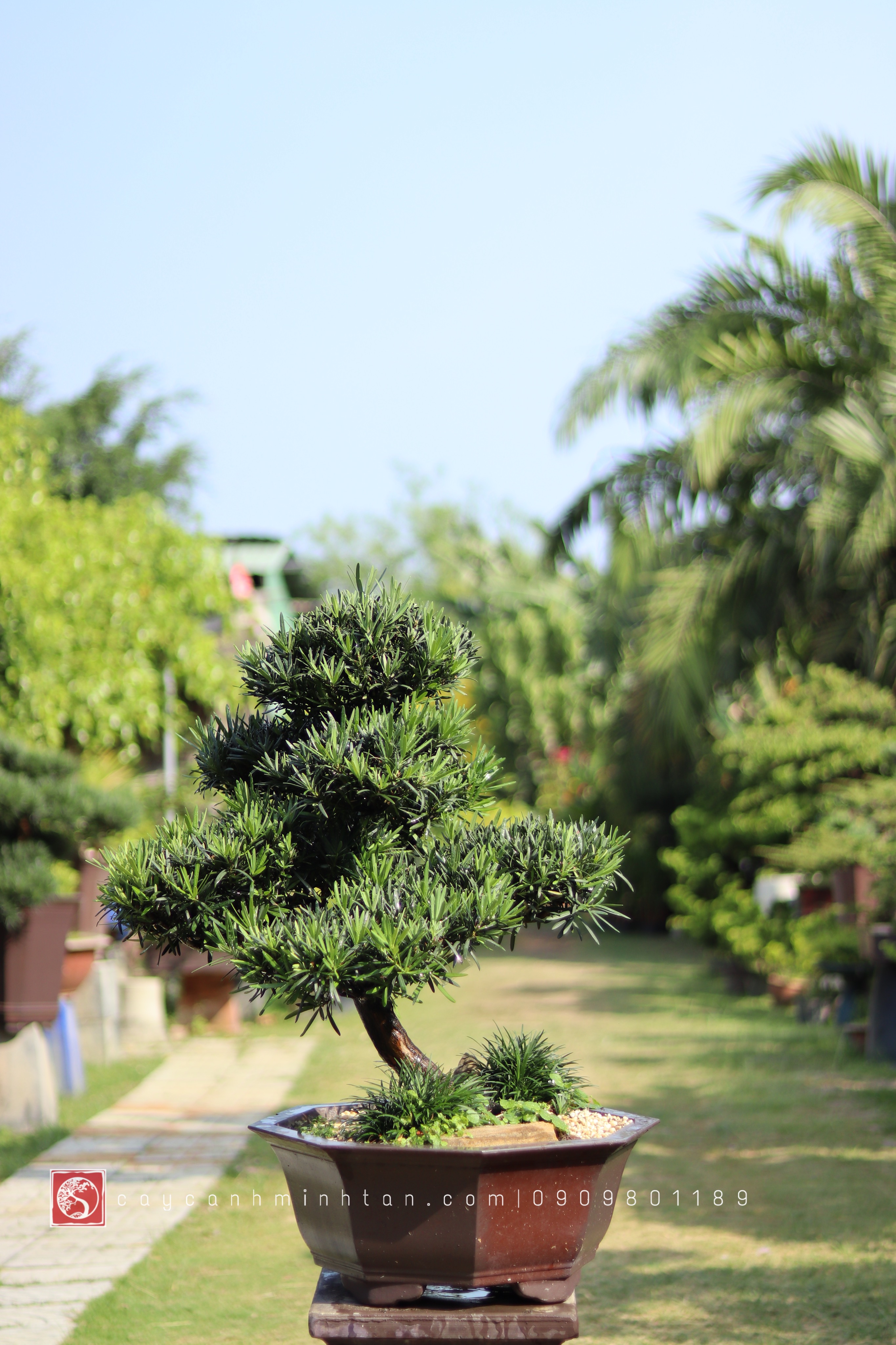 Vạn Niên Tùng Bonsai - TBSN19