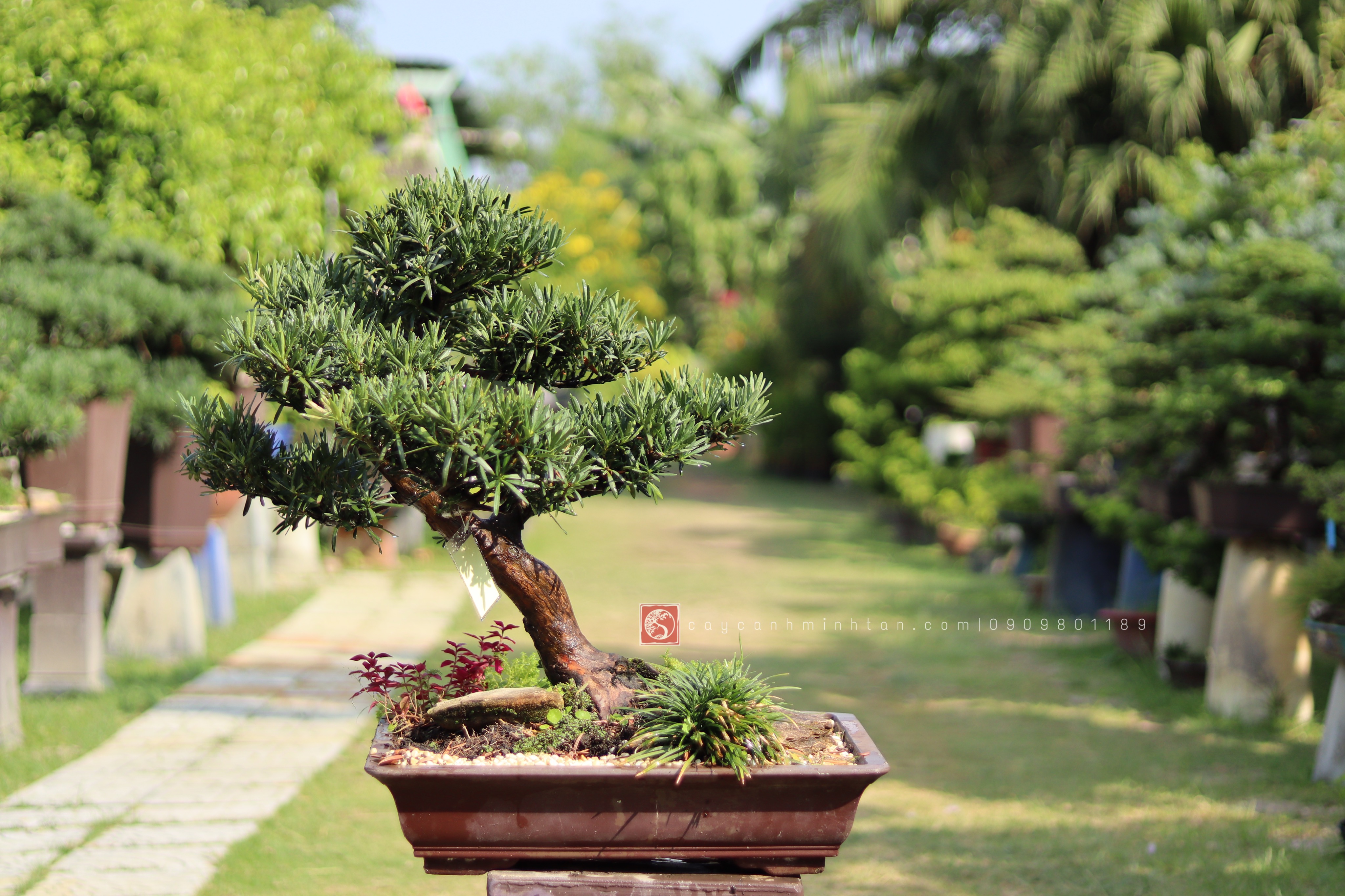 BSN04 - Vạn Niên Tùng Bonsai