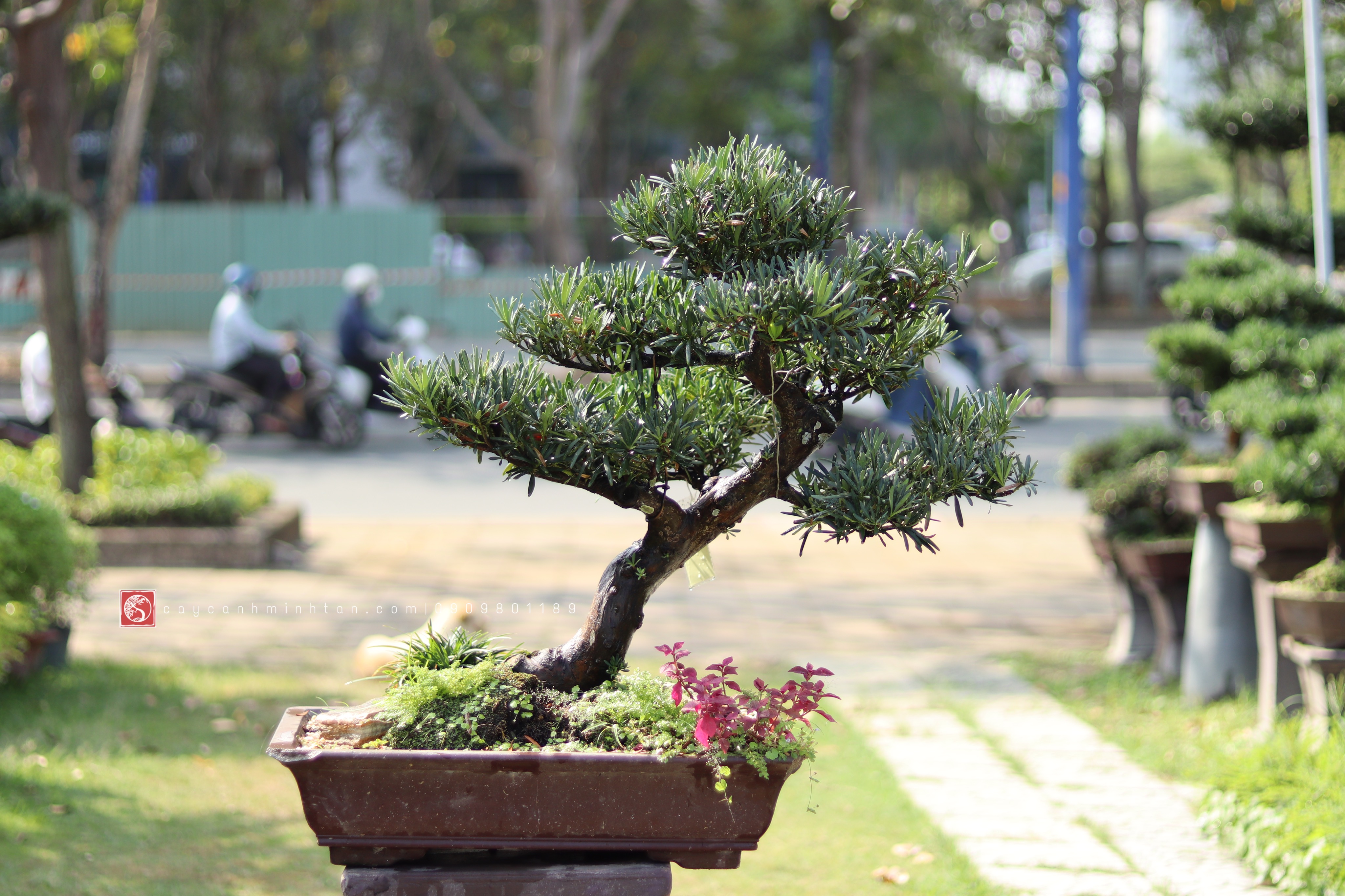 BSN04 - Vạn Niên Tùng Bonsai