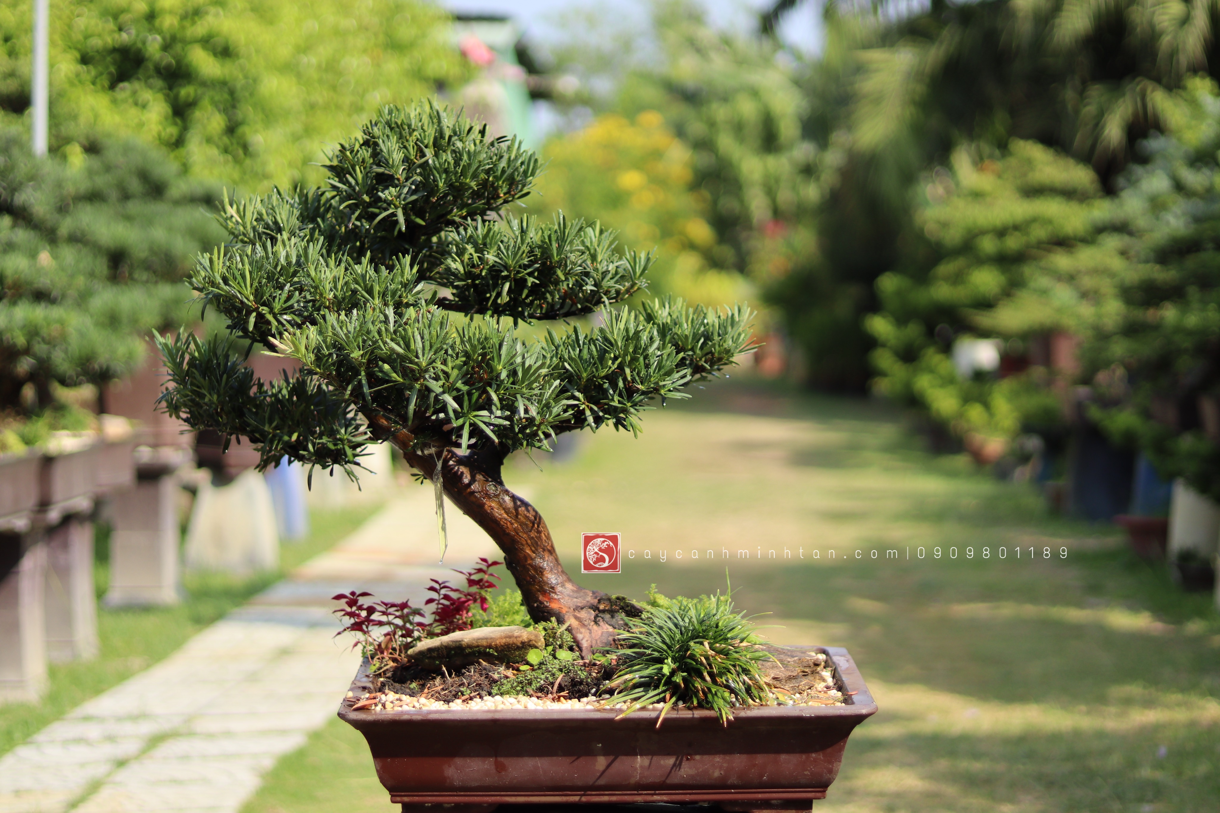 BSN04 - Vạn Niên Tùng Bonsai