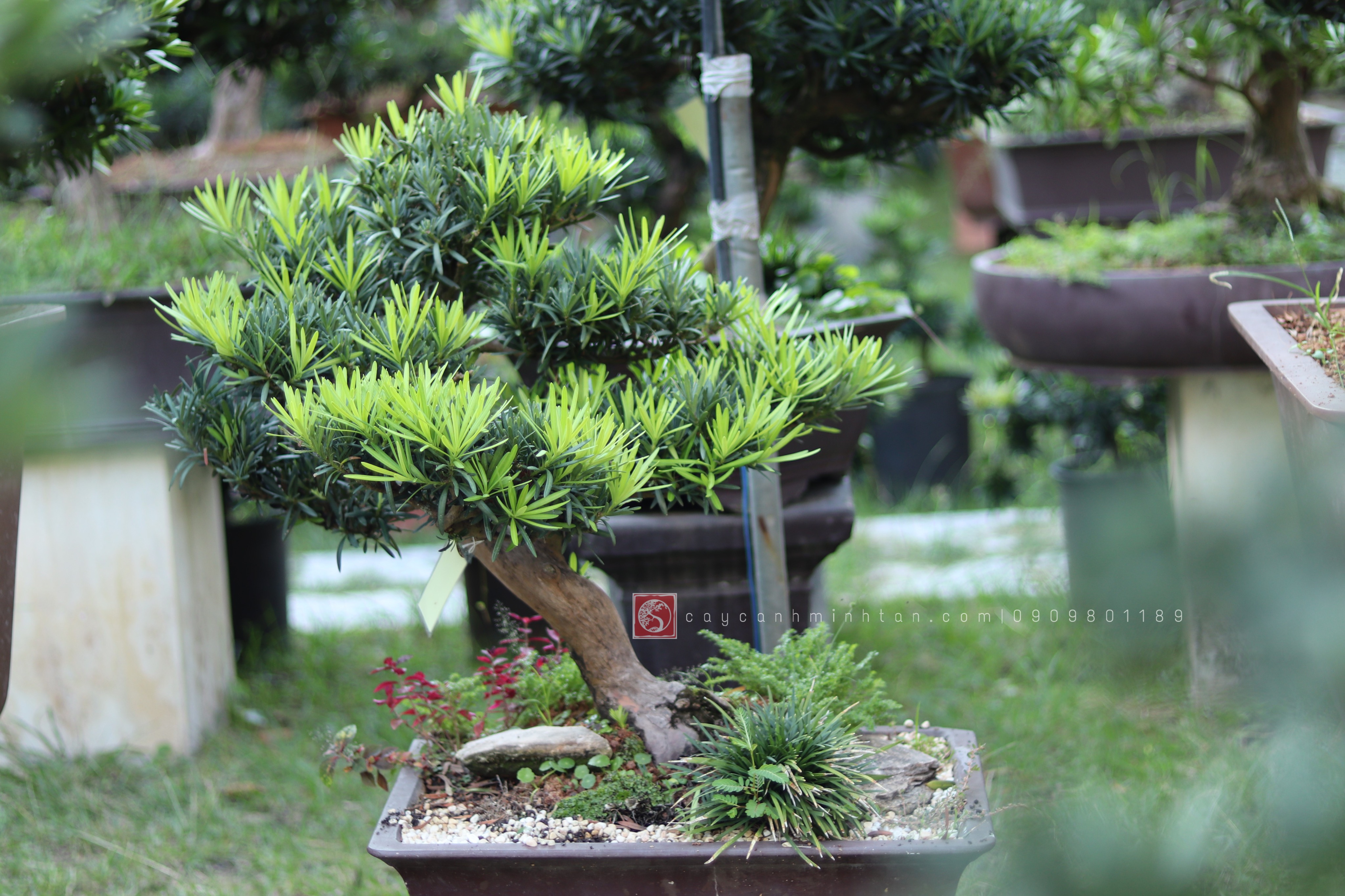 BSN04 - Vạn Niên Tùng Bonsai