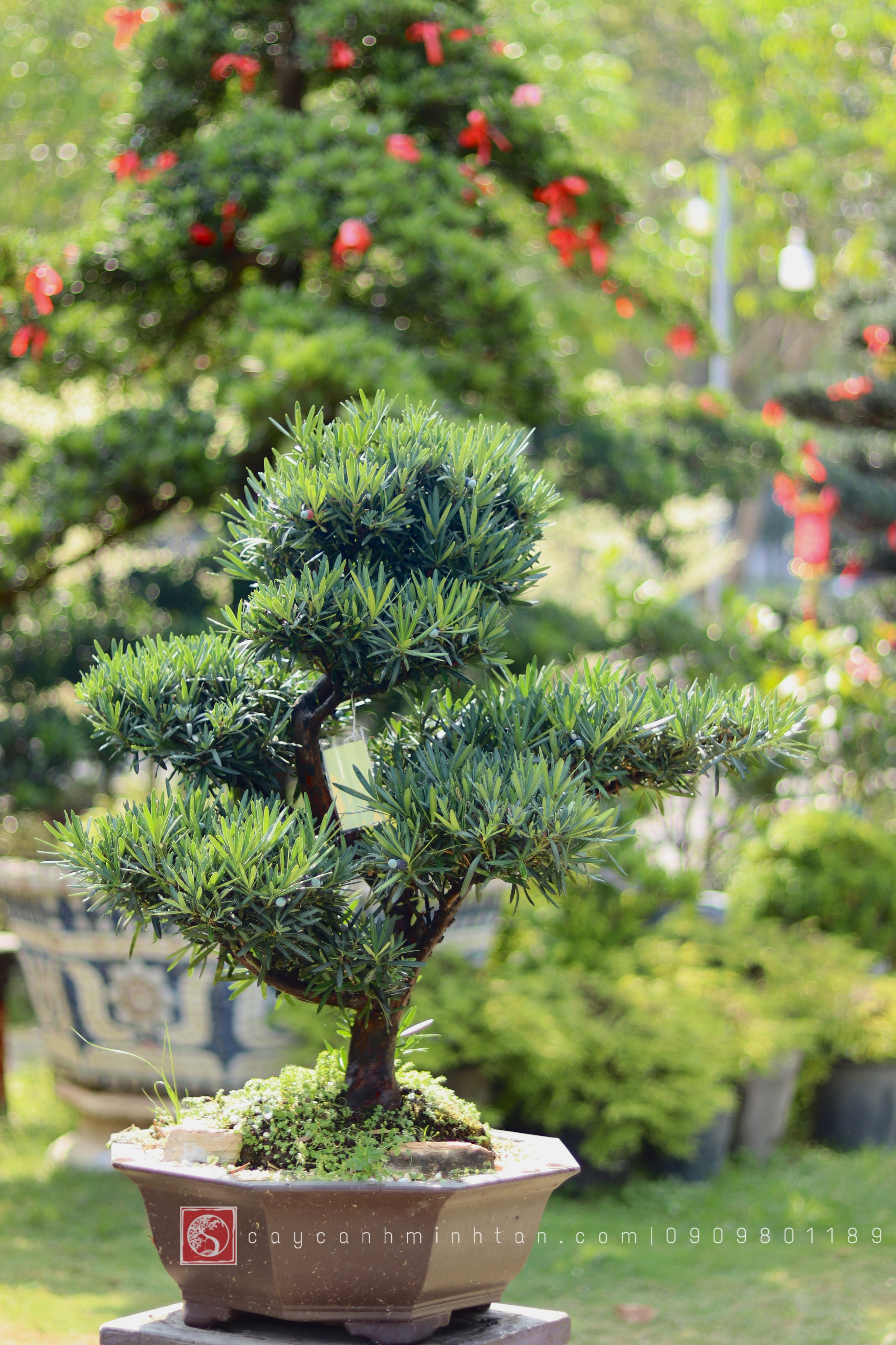 BSN06 - Vạn Niên Tùng Bonsai