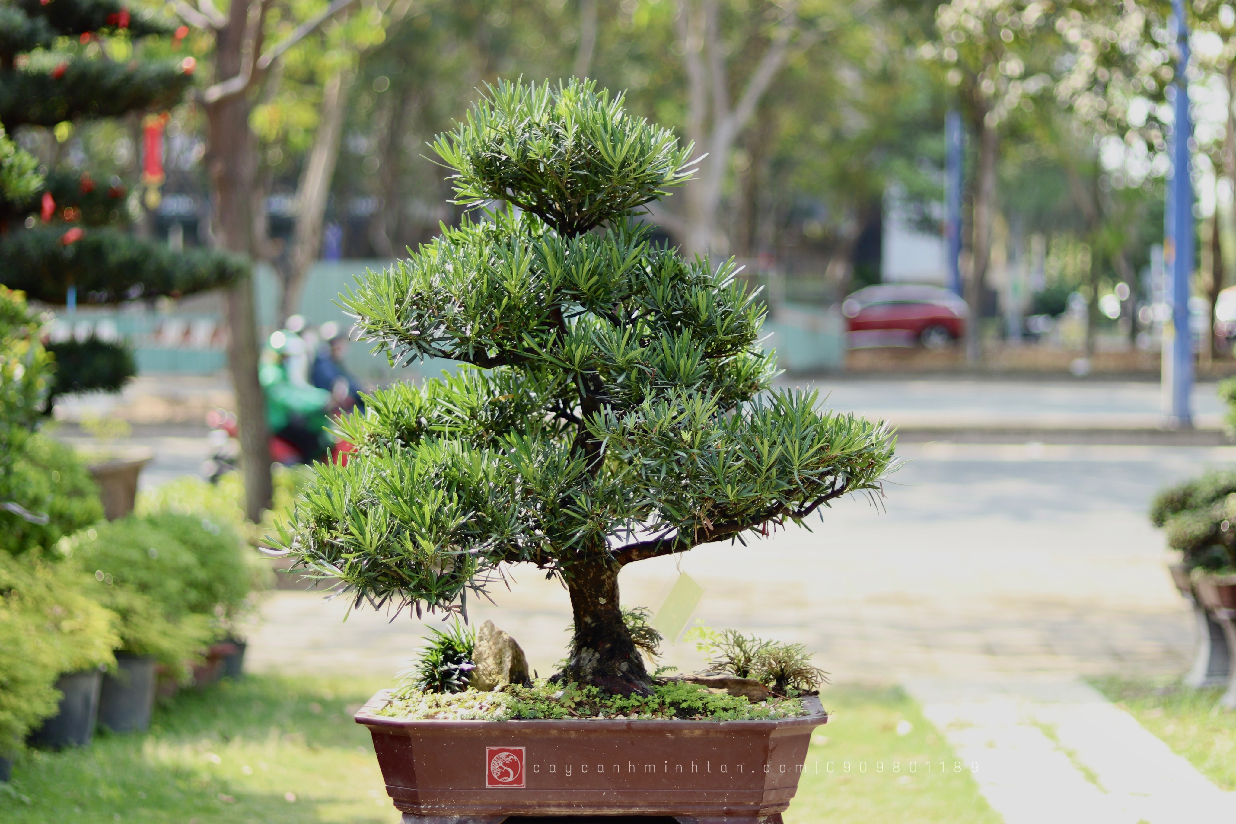 Vạn Niên Tùng Bonsai - TBSN36