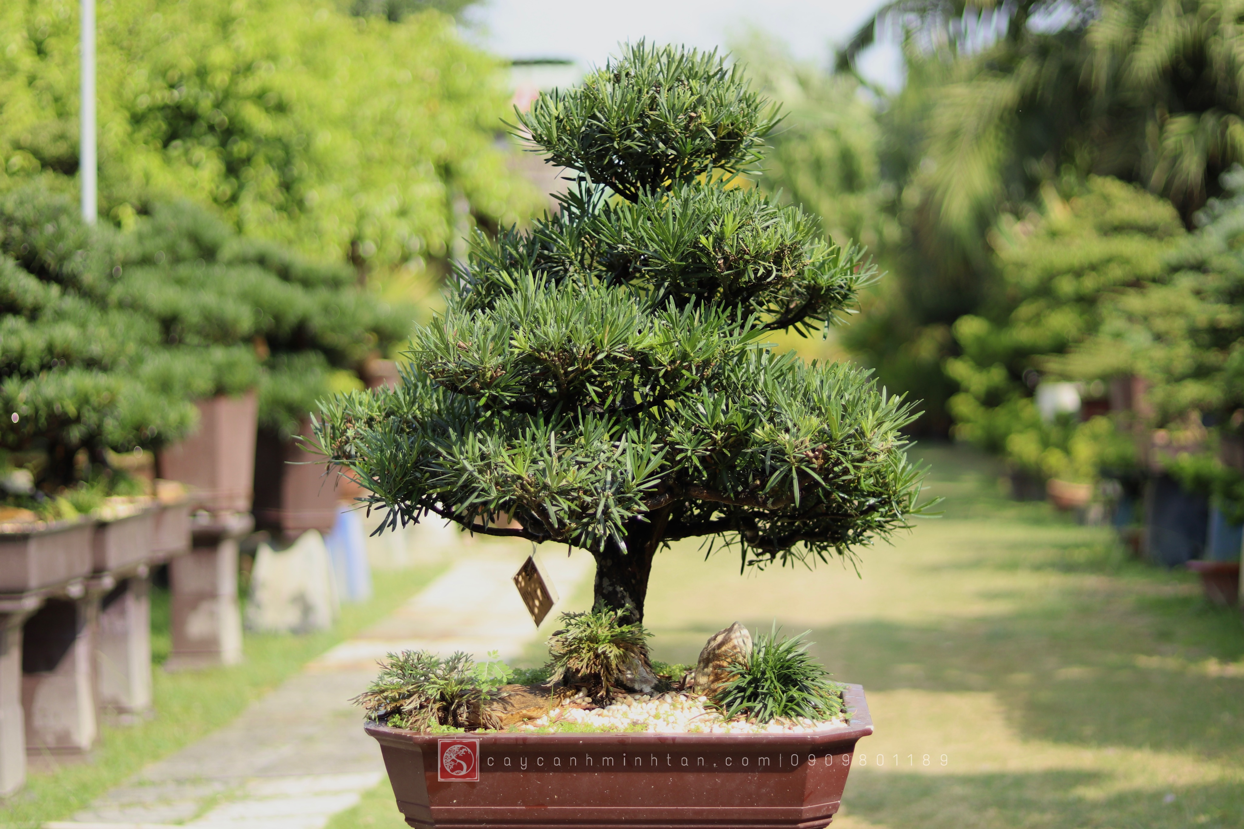 Vạn Niên Tùng Bonsai - TBSN36