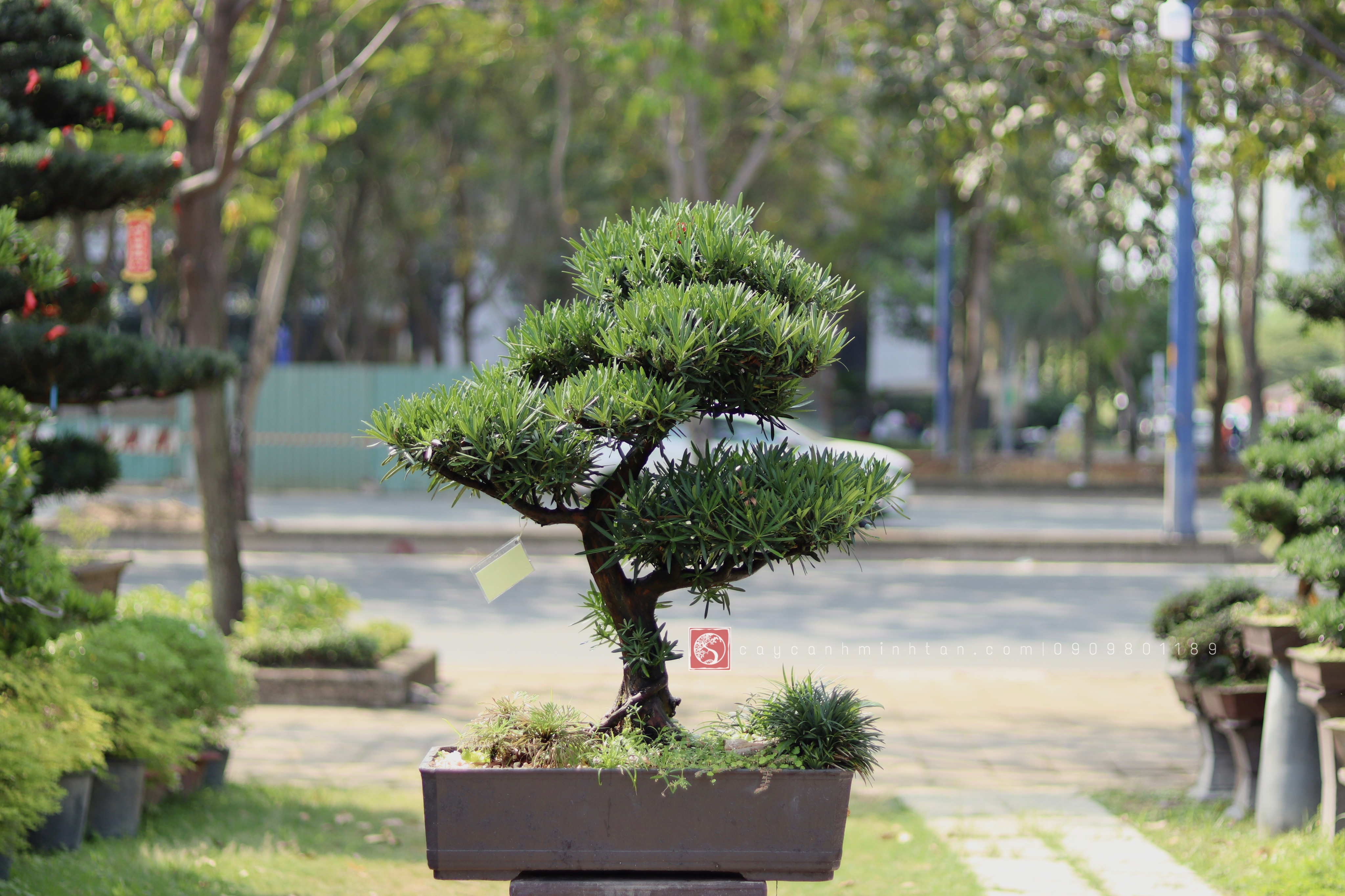 Vạn Niên Tùng Bonsai - TBSN38