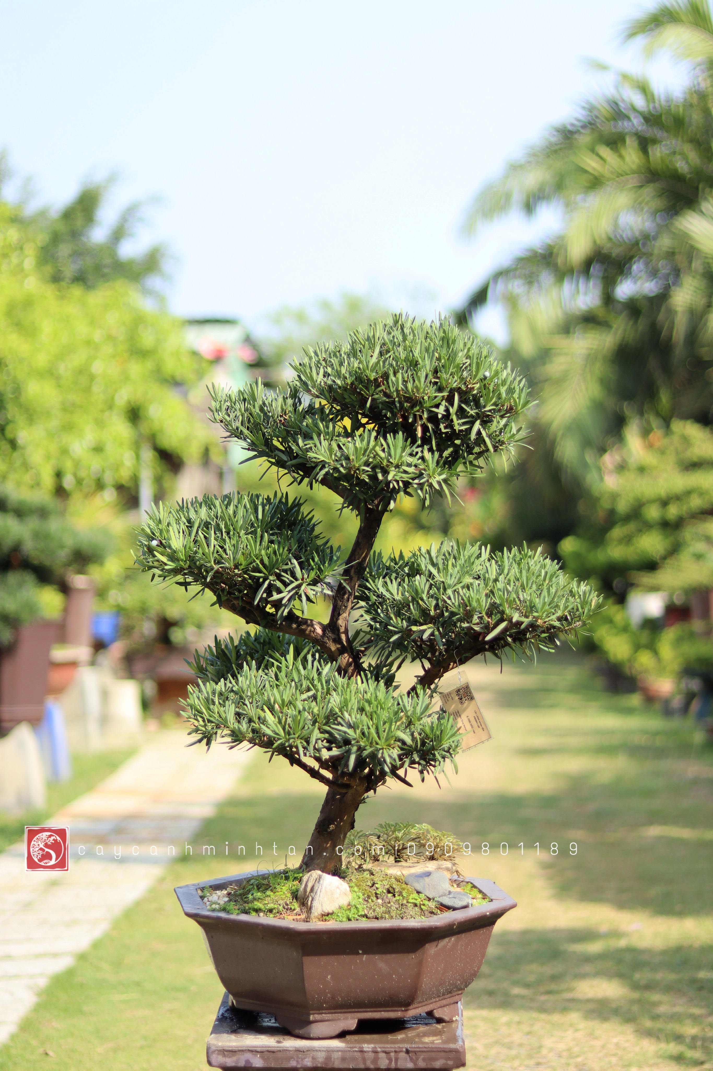 BSN17 - Vạn Niên Tùng Bonsai