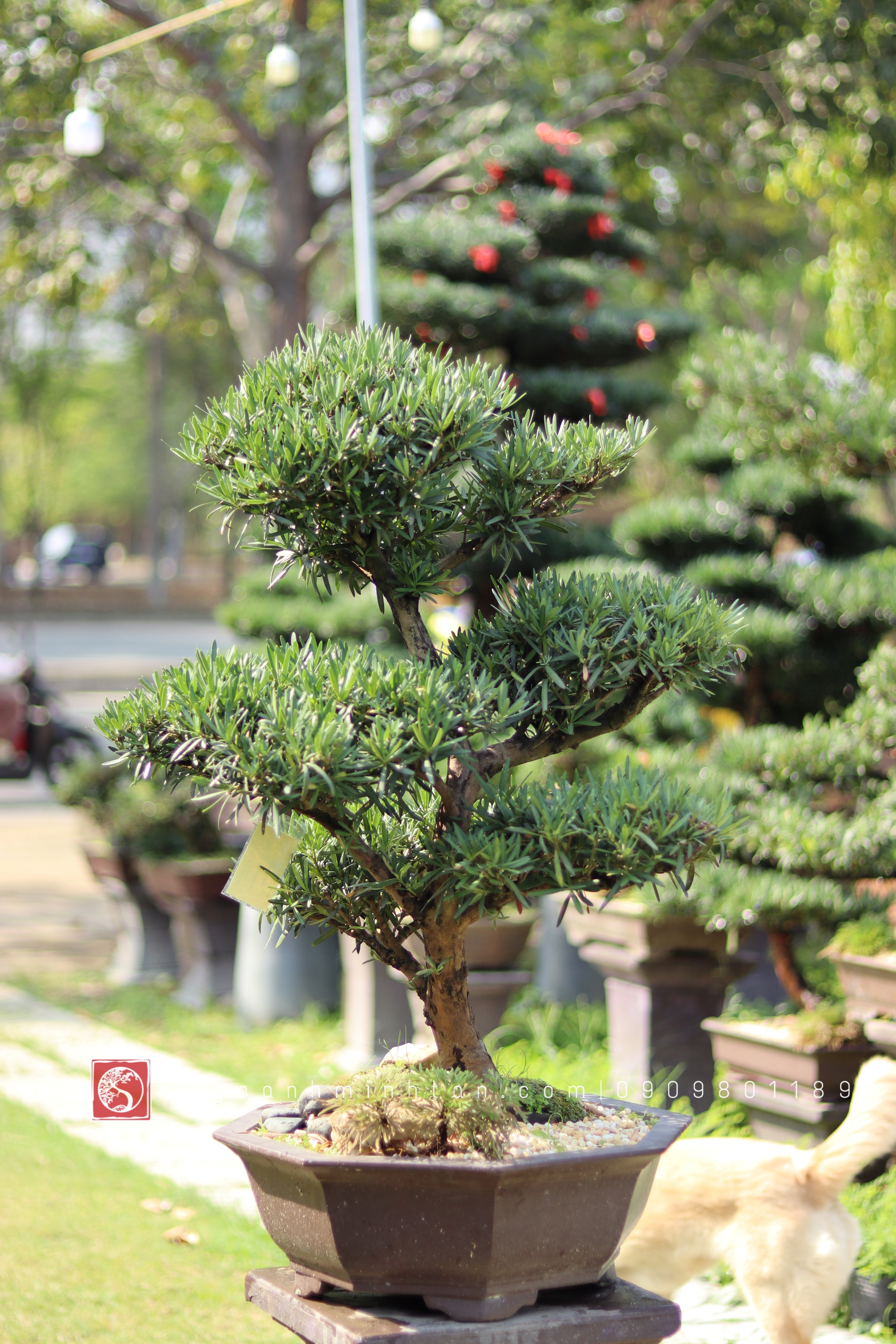 BSN17 - Vạn Niên Tùng Bonsai