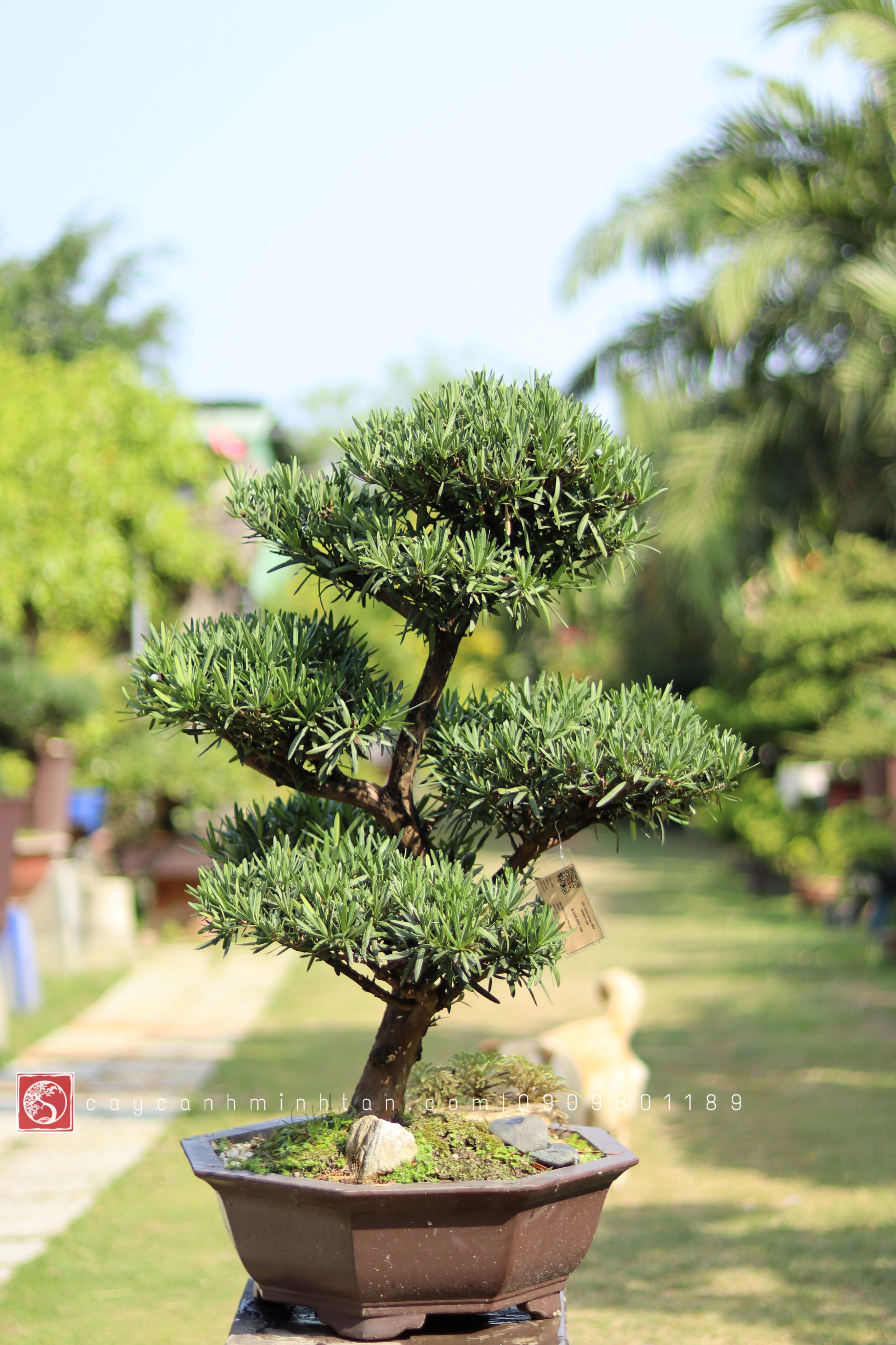 BSN17 - Vạn Niên Tùng Bonsai