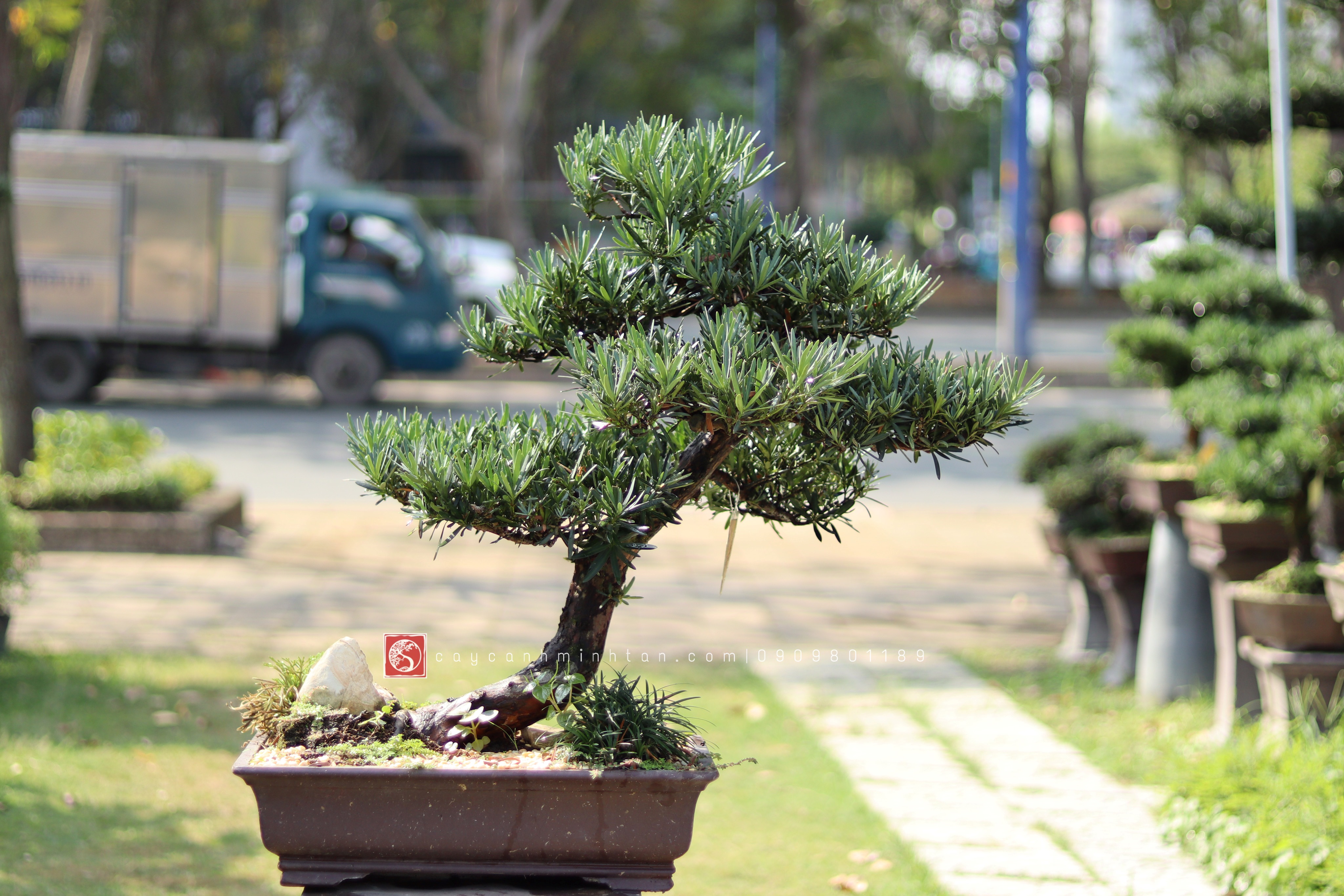 Vạn Niên Tùng Bonsai - TBSN15