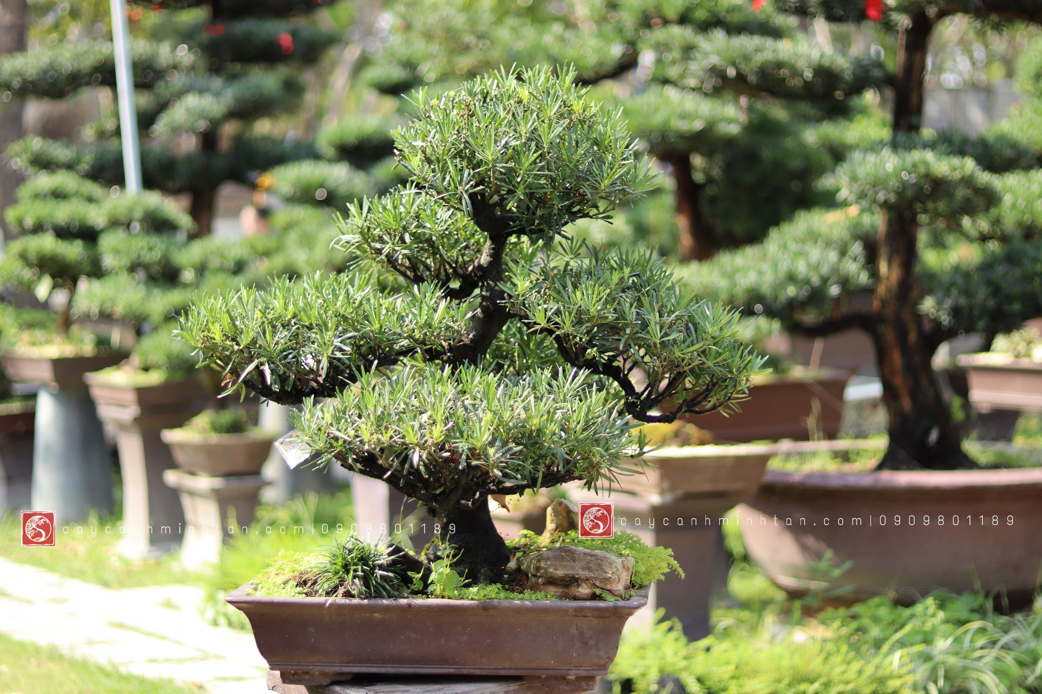 Vạn Niên Tùng Bonsai - TBSN10