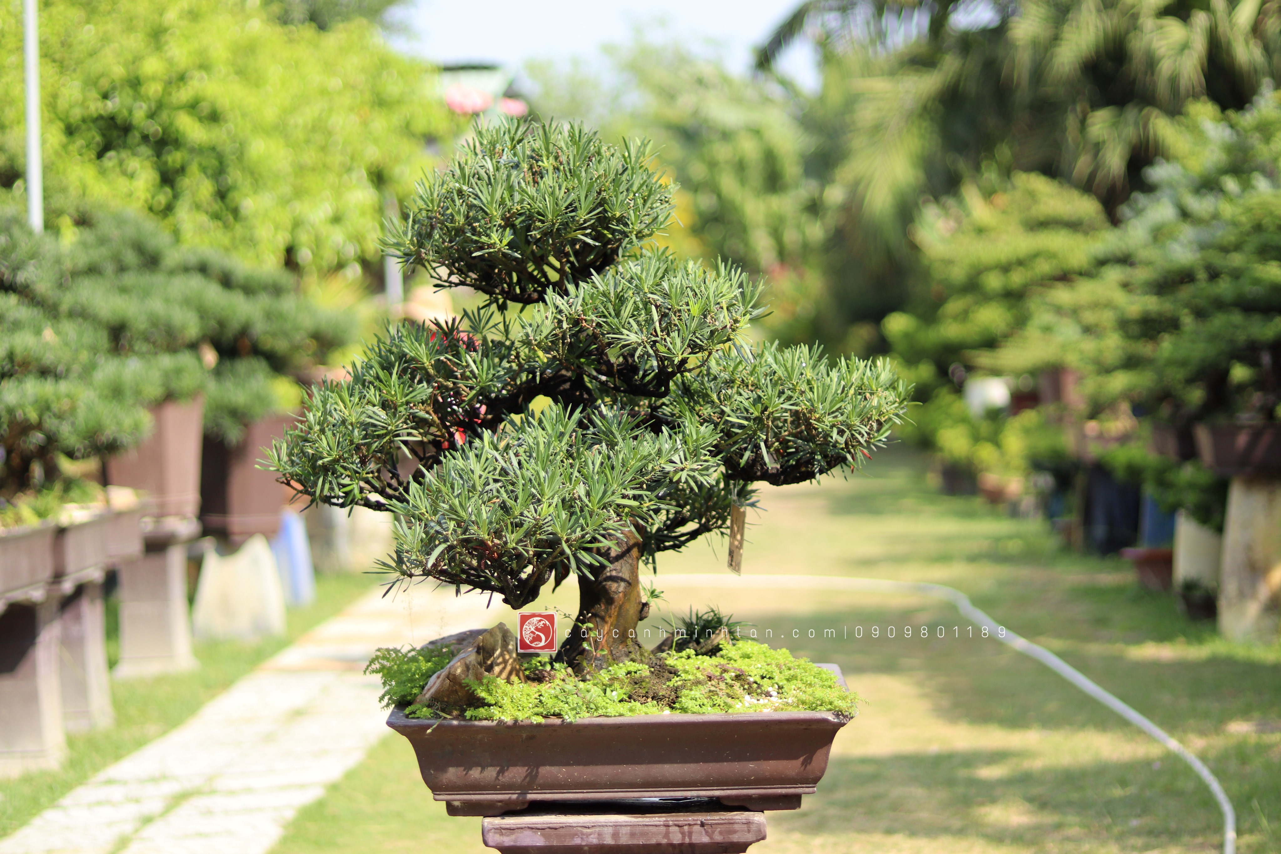 Vạn Niên Tùng Bonsai - TBSN10