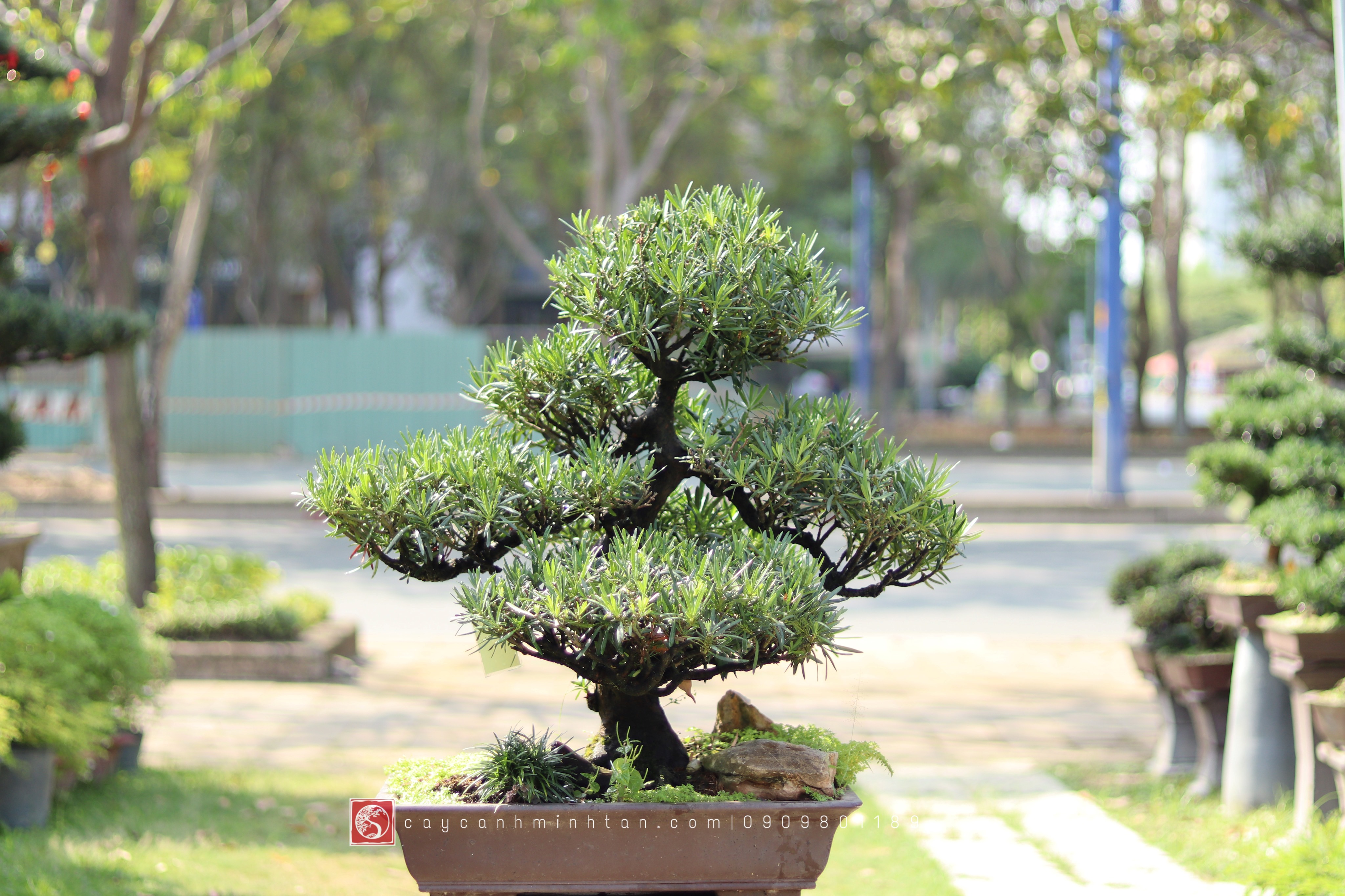 Vạn Niên Tùng Bonsai - TBSN10