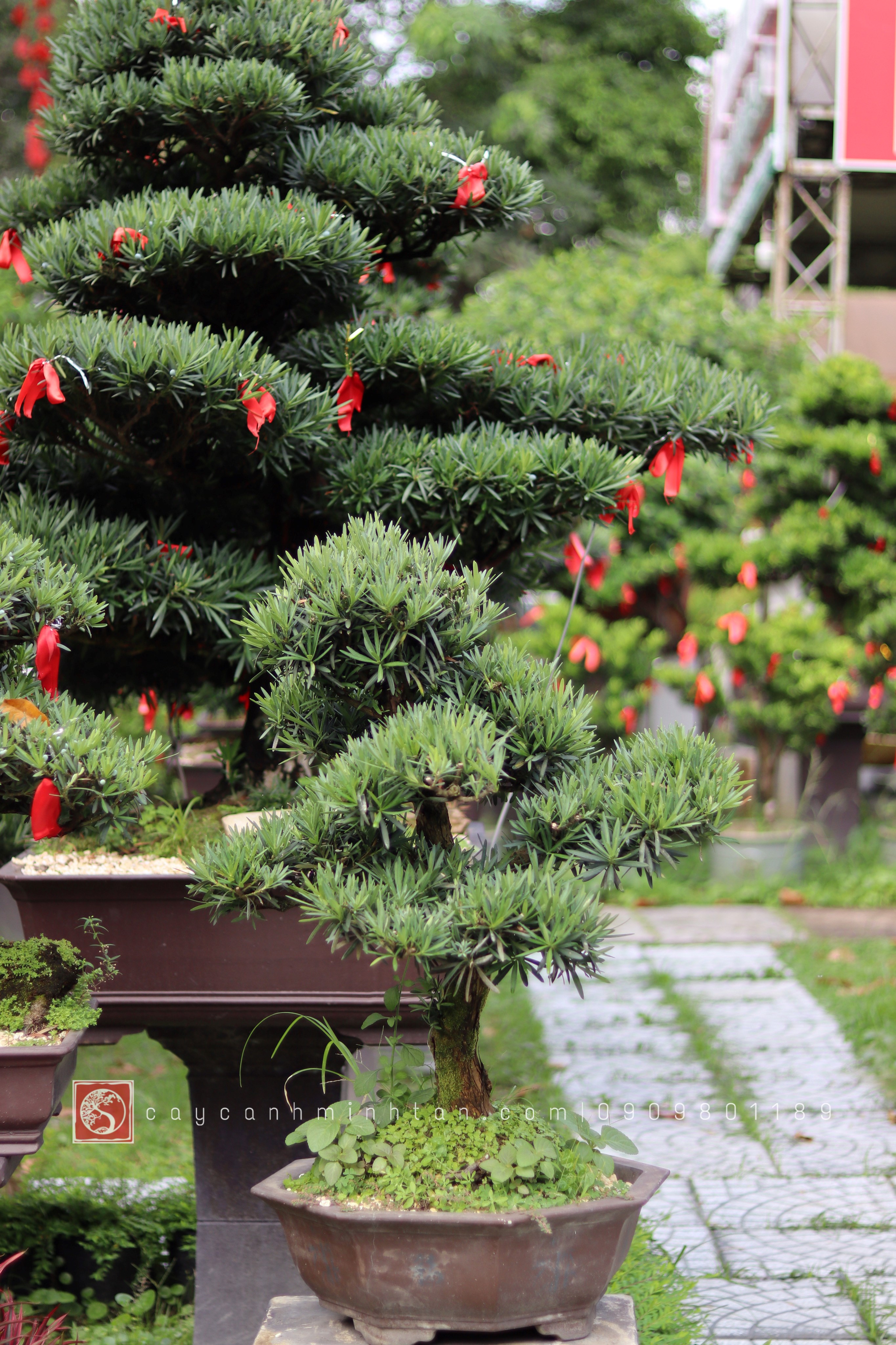 BSN05 - Vạn Niên Tùng Bonsai
