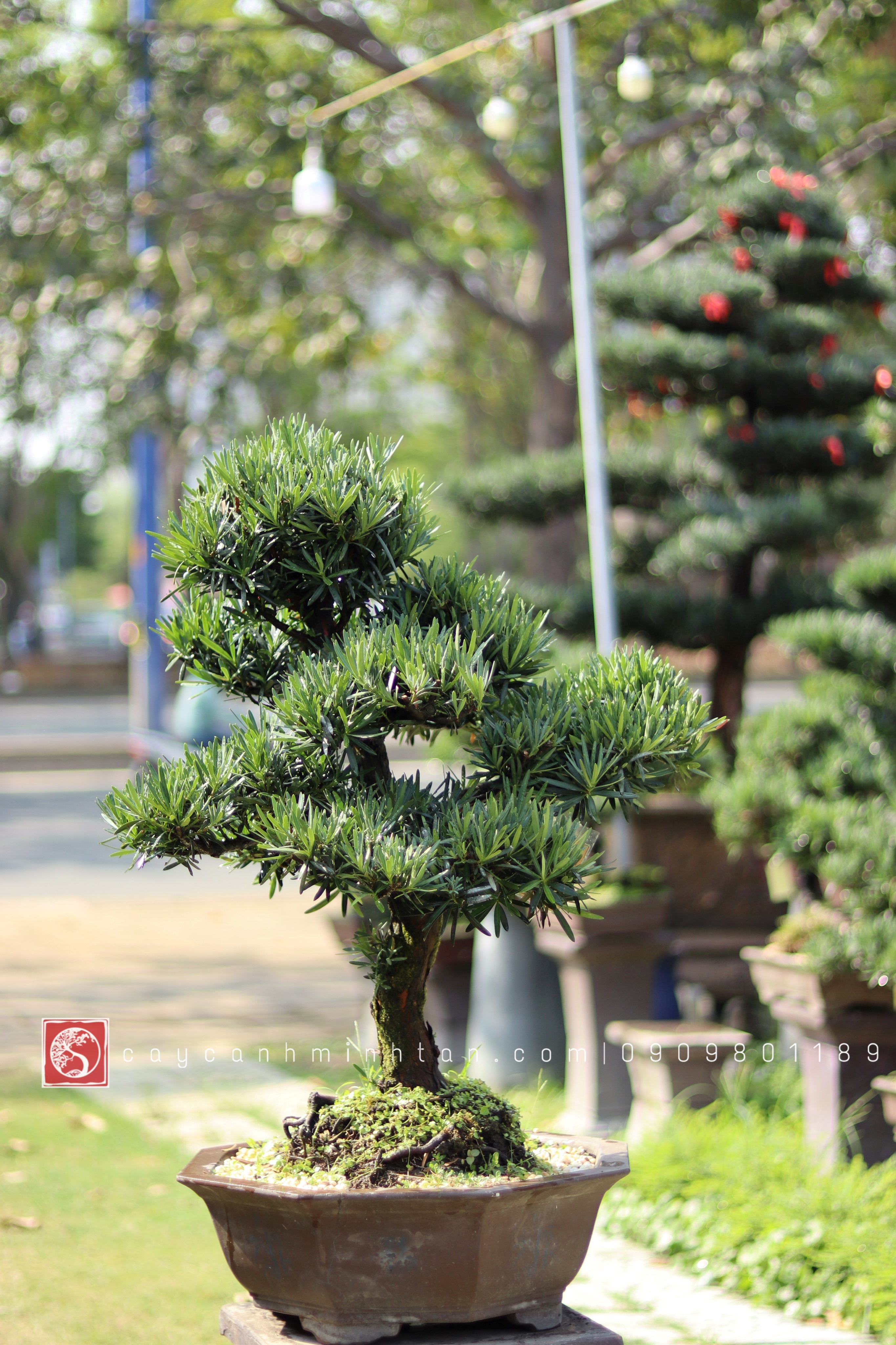 BSN05 - Vạn Niên Tùng Bonsai