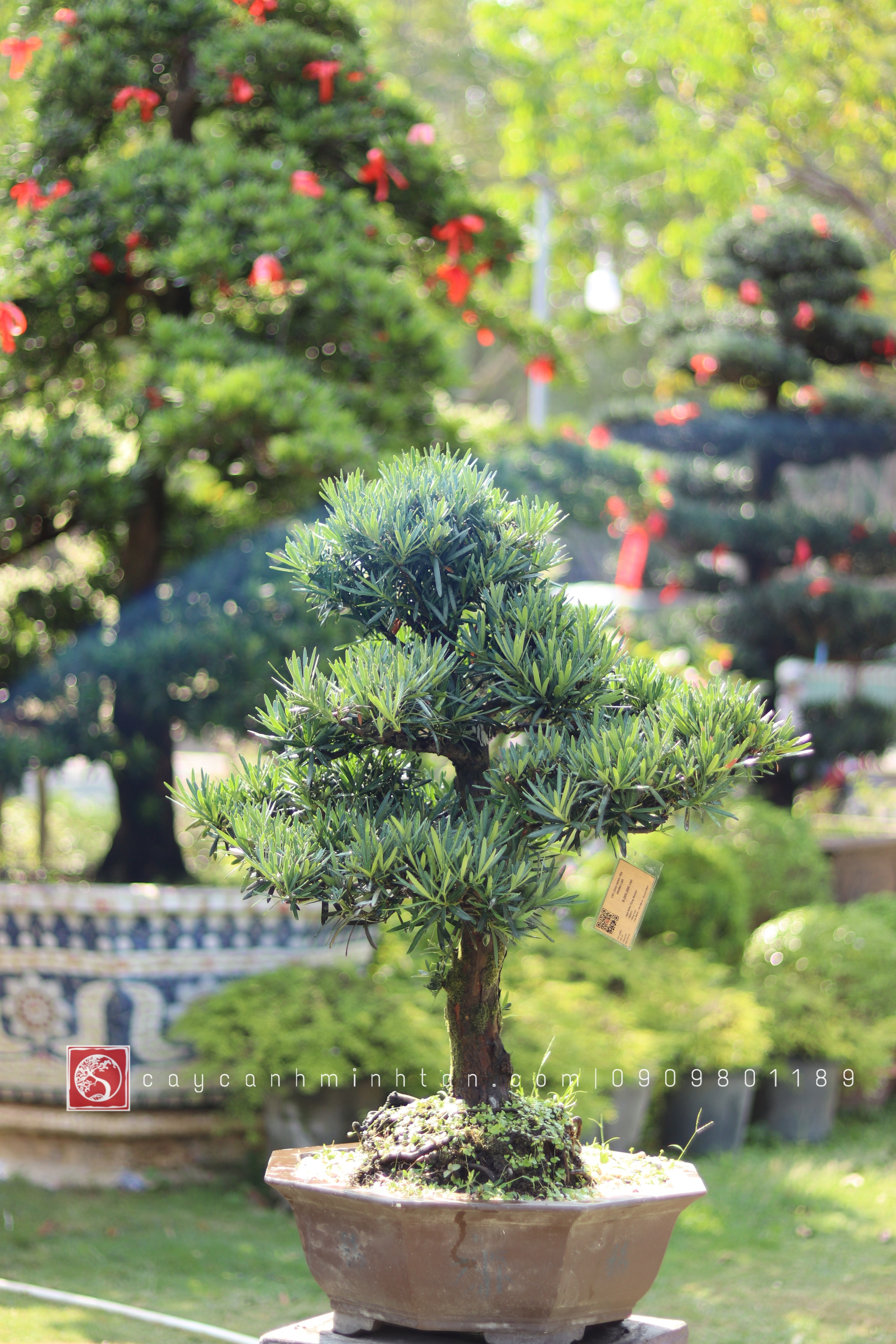 BSN05 - Vạn Niên Tùng Bonsai