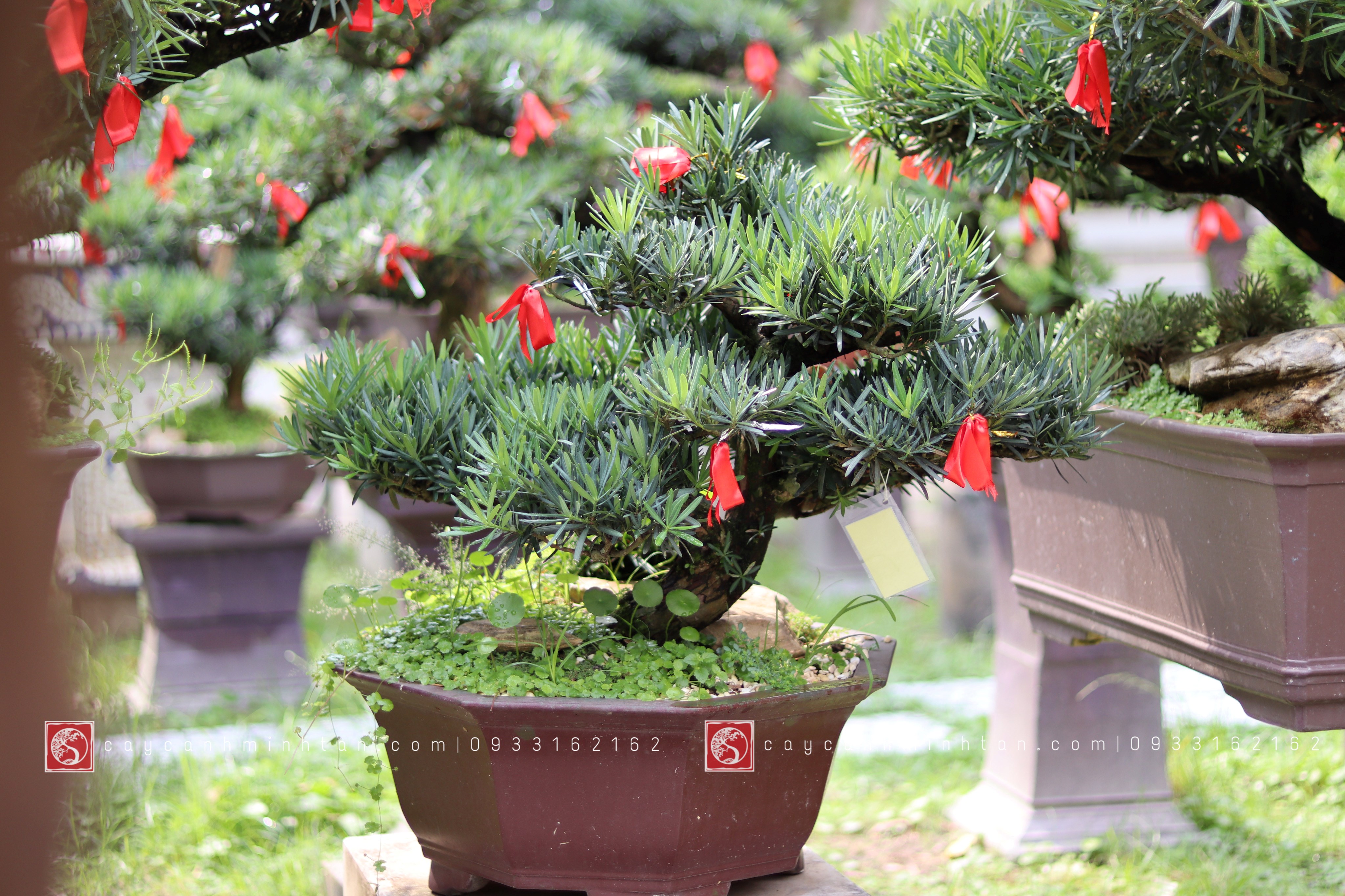 Vạn Niên Tùng Bonsai - TBSN20