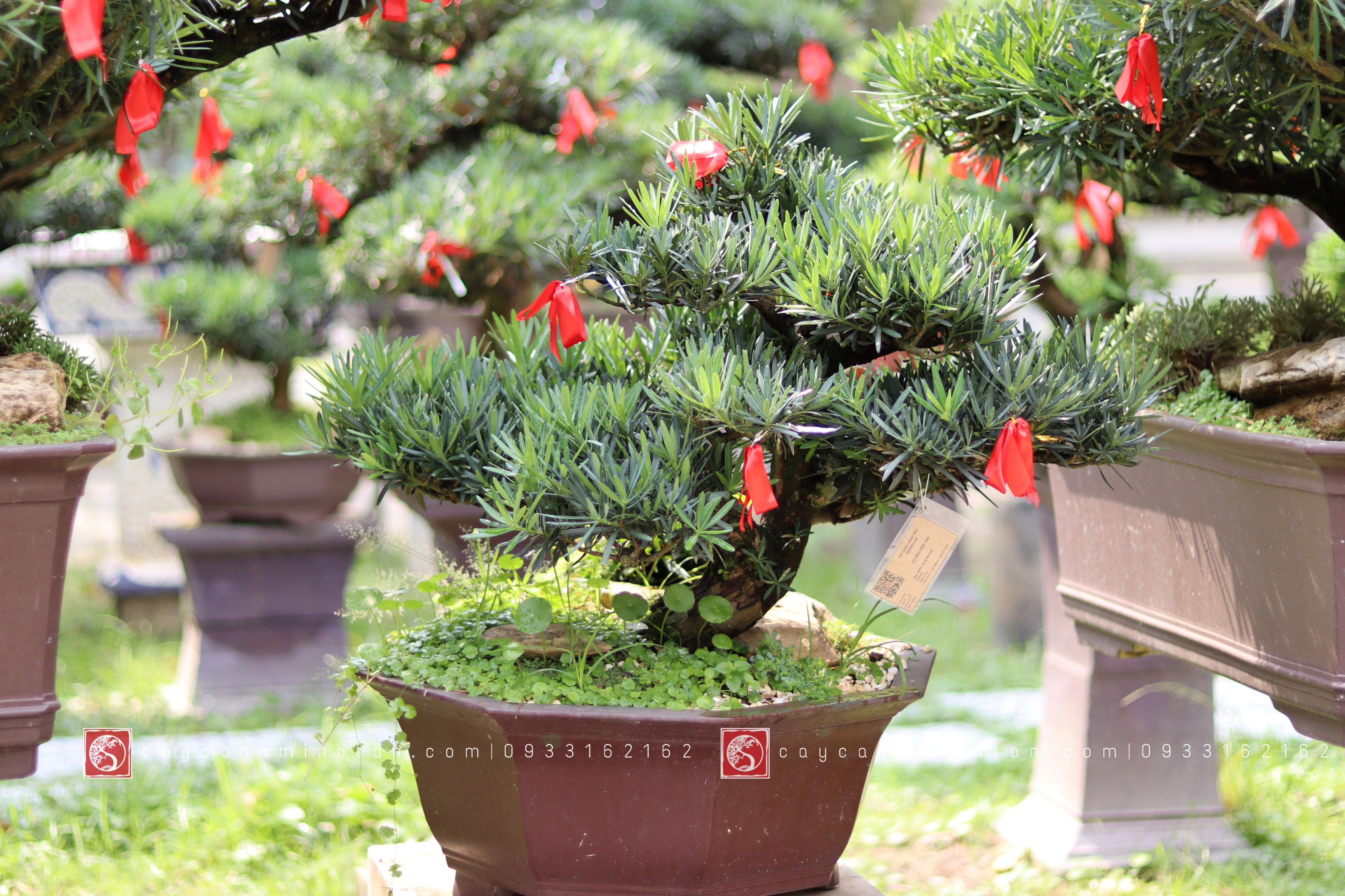 Vạn Niên Tùng Bonsai - TBSN20