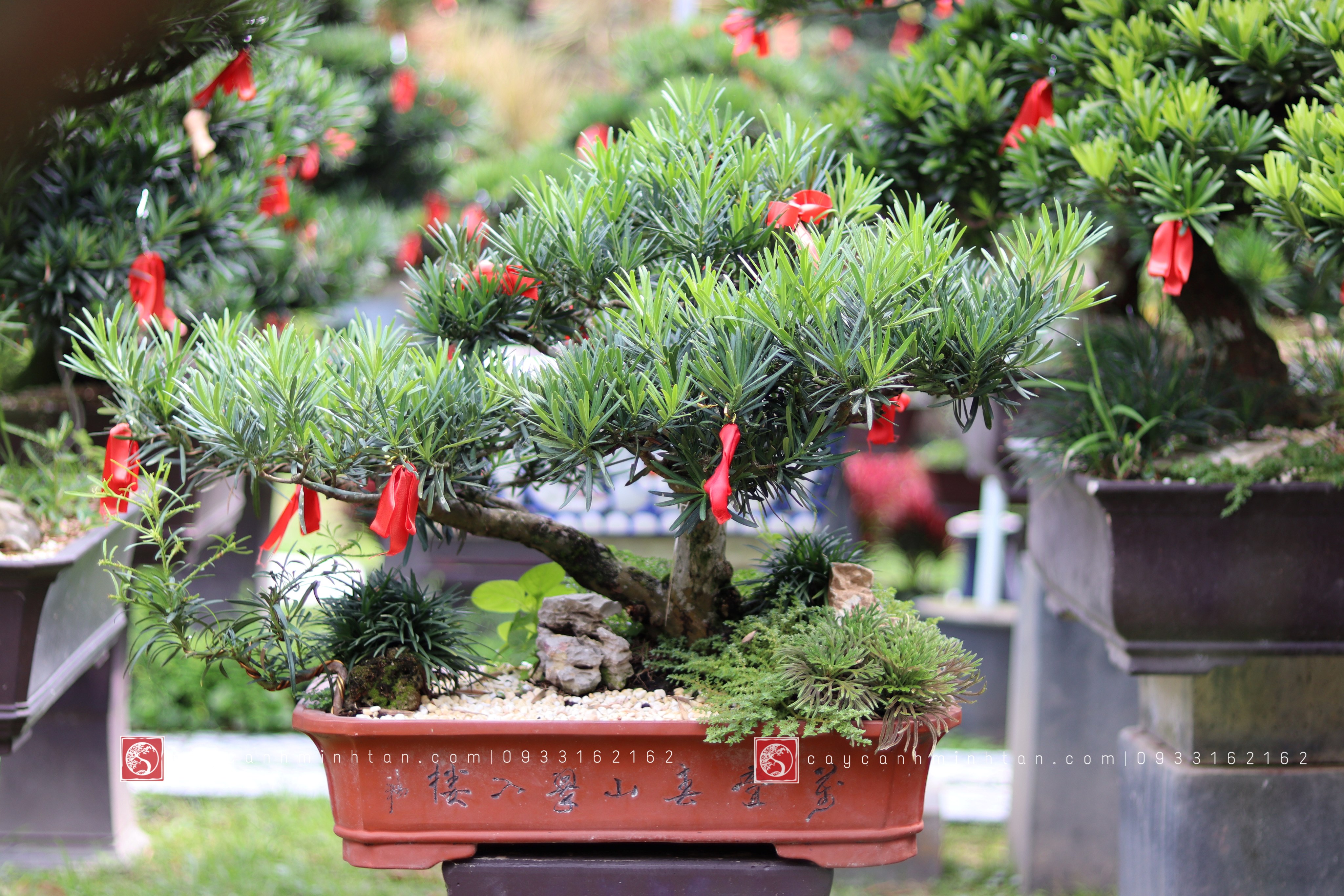 Vạn Niên Tùng Bonsai - TBSN08