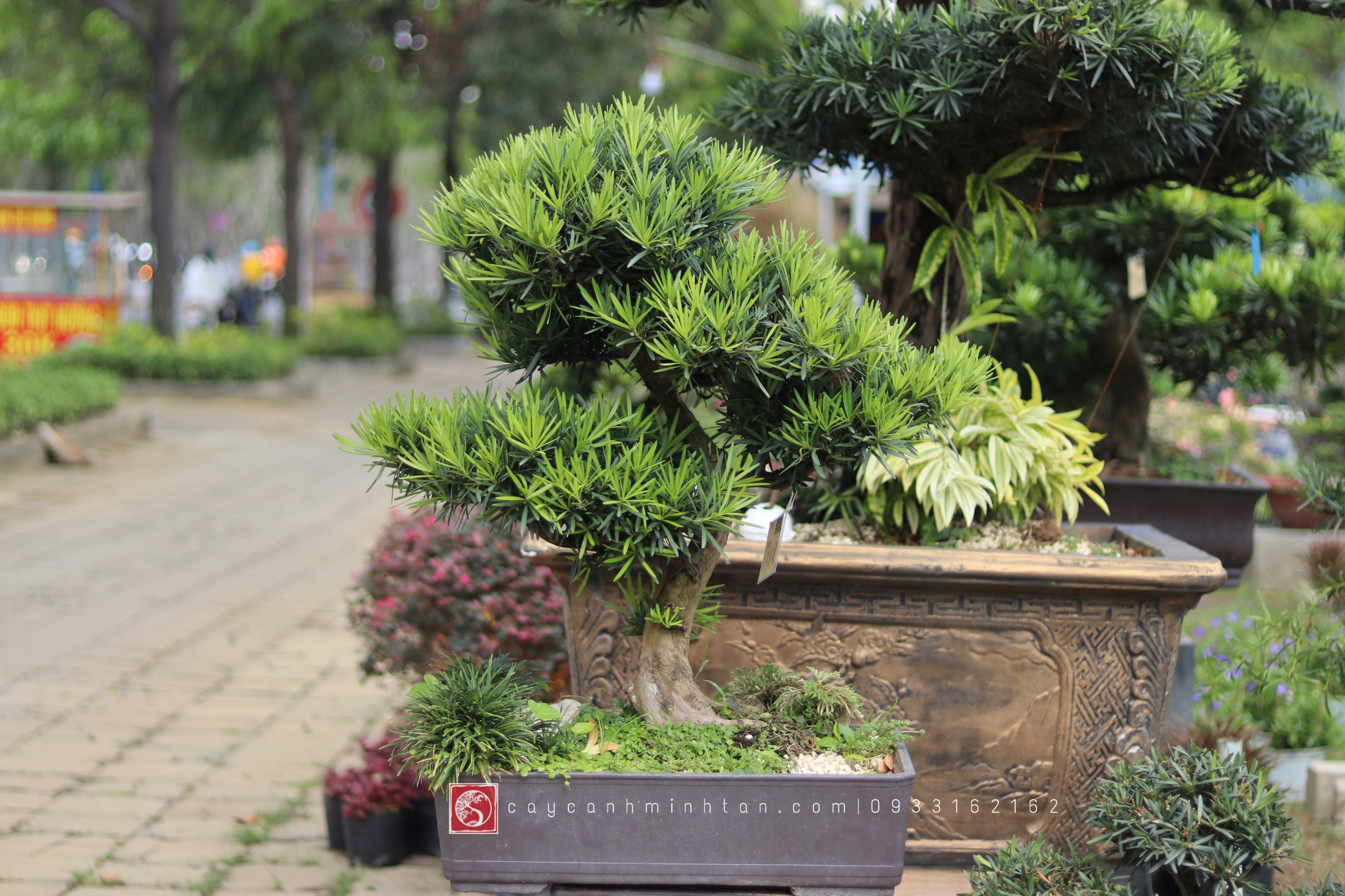 Vạn Niên Tùng Bonsai - TBSN38