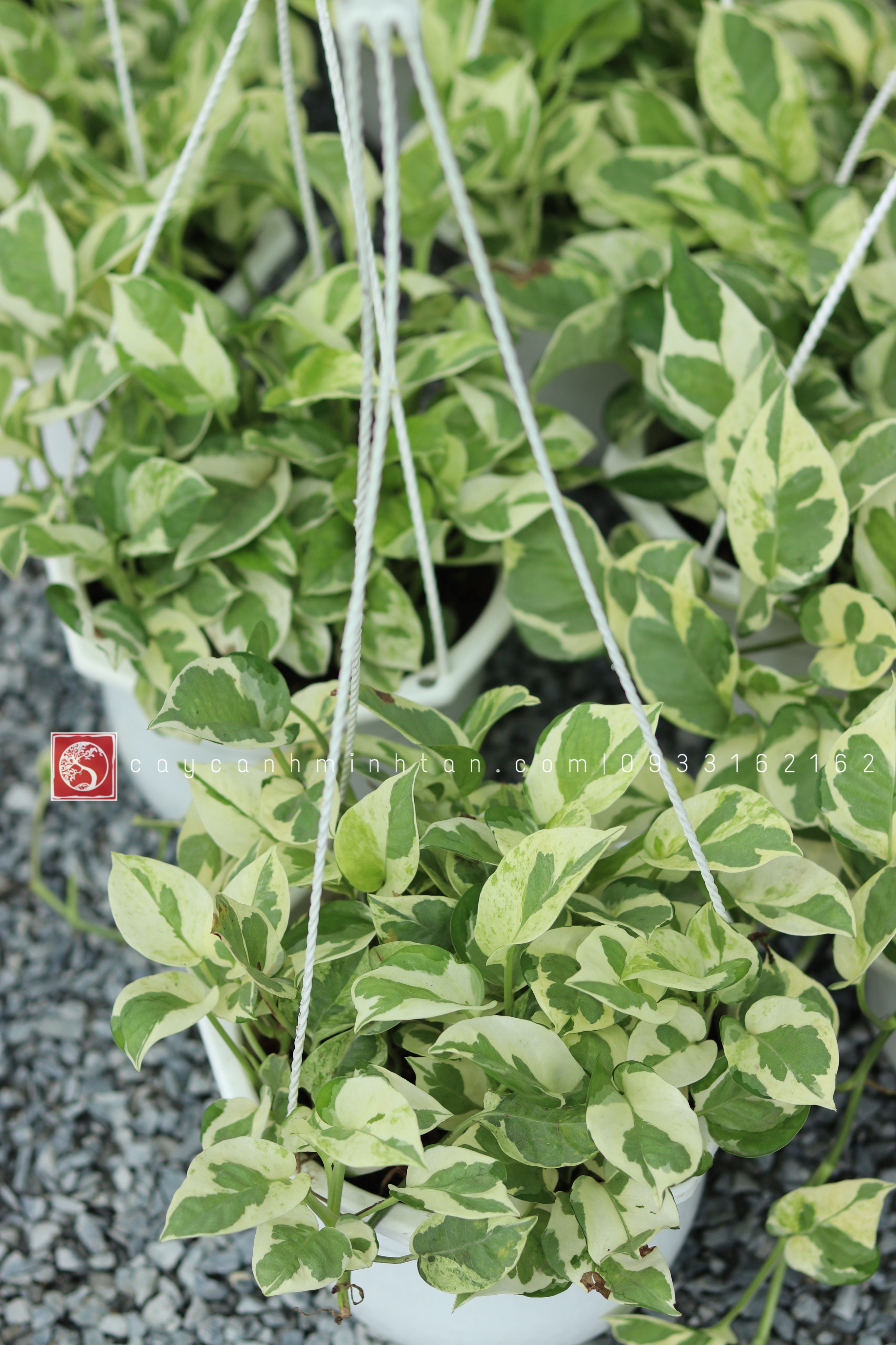 Trầu Bà Cẩm Thạch