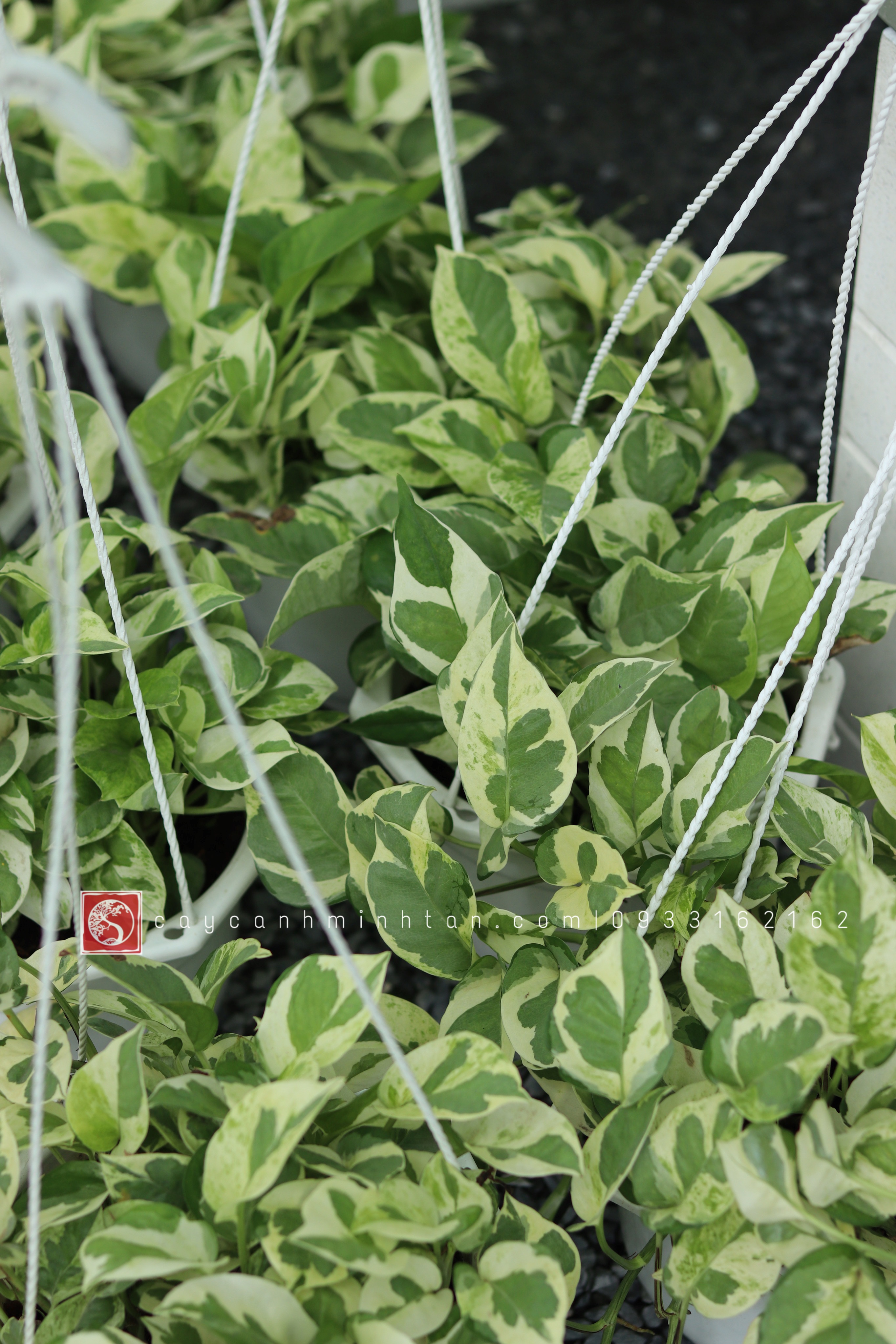 Trầu Bà Cẩm Thạch