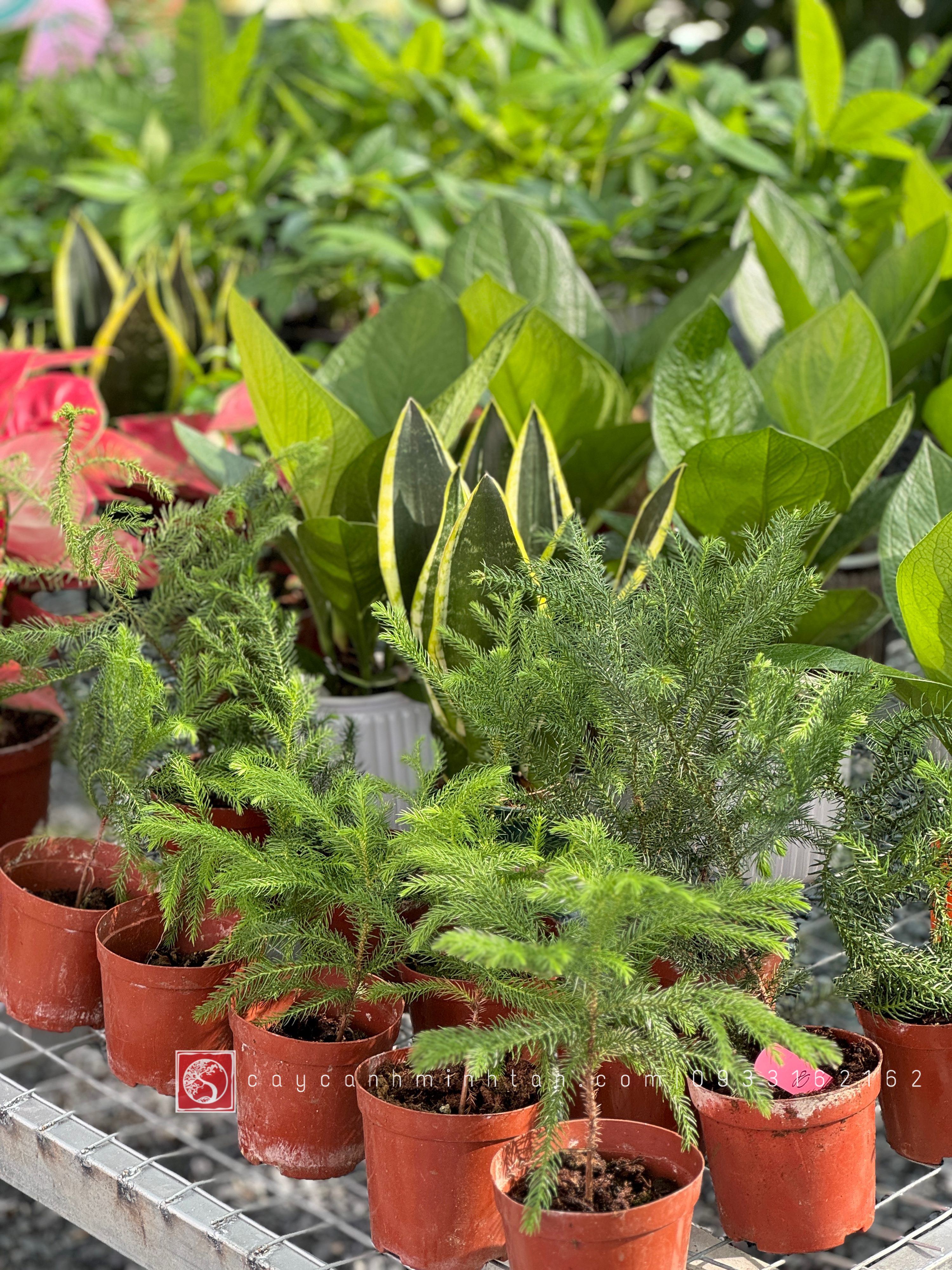 Tùng Kim để bàn