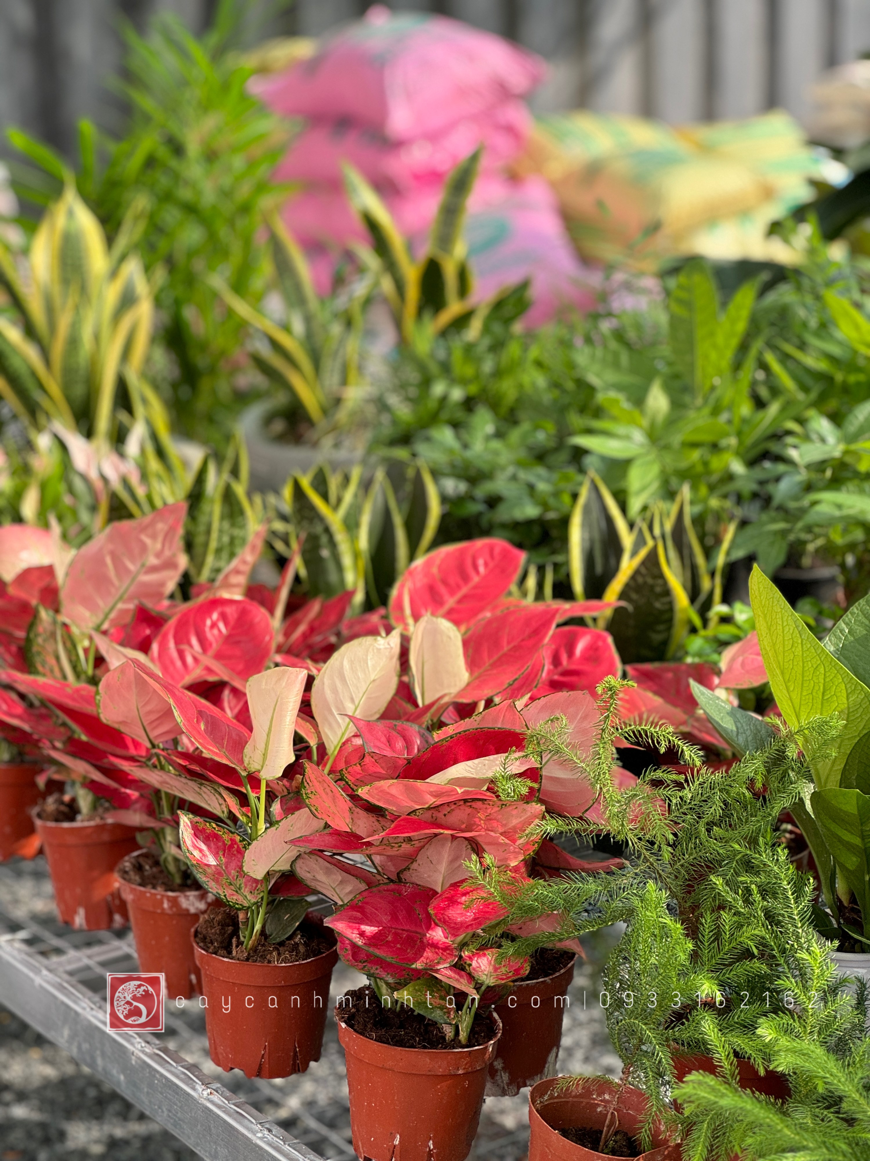 Vạn Lộc đỏ để bàn