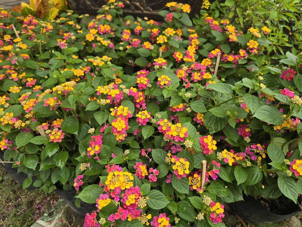 Trâm Ổi Ngũ Sắc