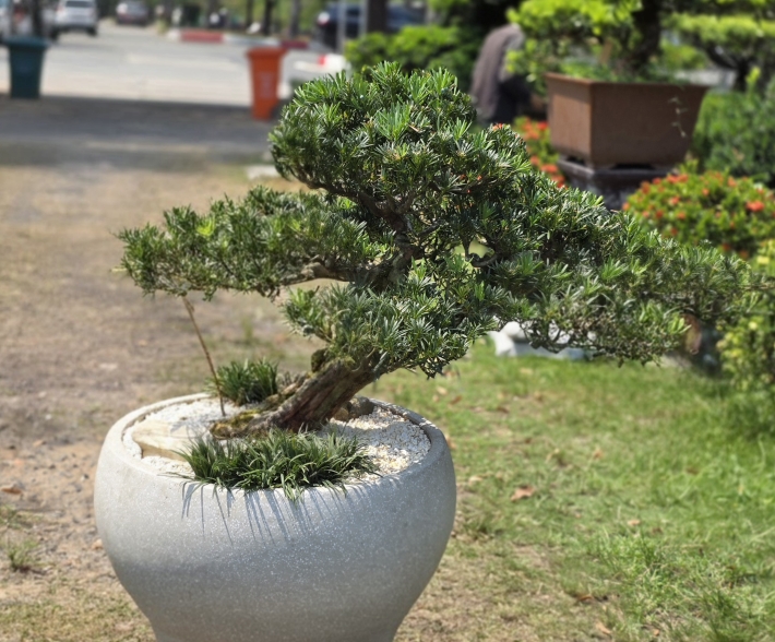 Vạn Niên Tùng Bonsai - TBSN49