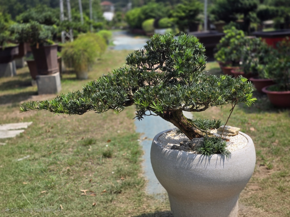 Vạn Niên Tùng Bonsai - TBSN49