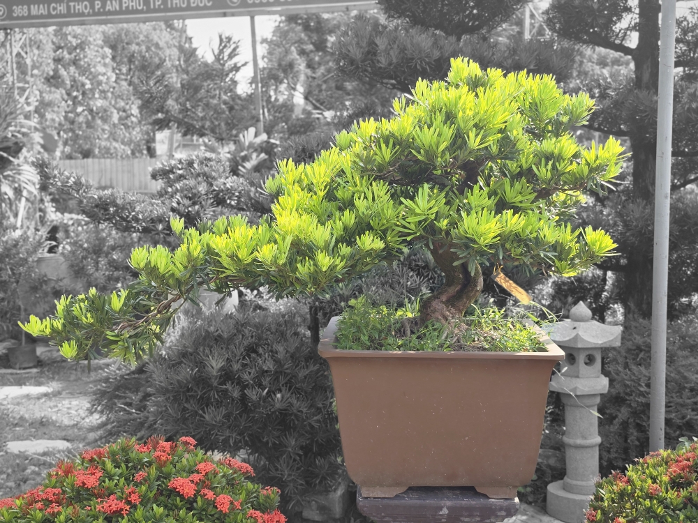 BST16 - Tùng Đài Loan Bonsai